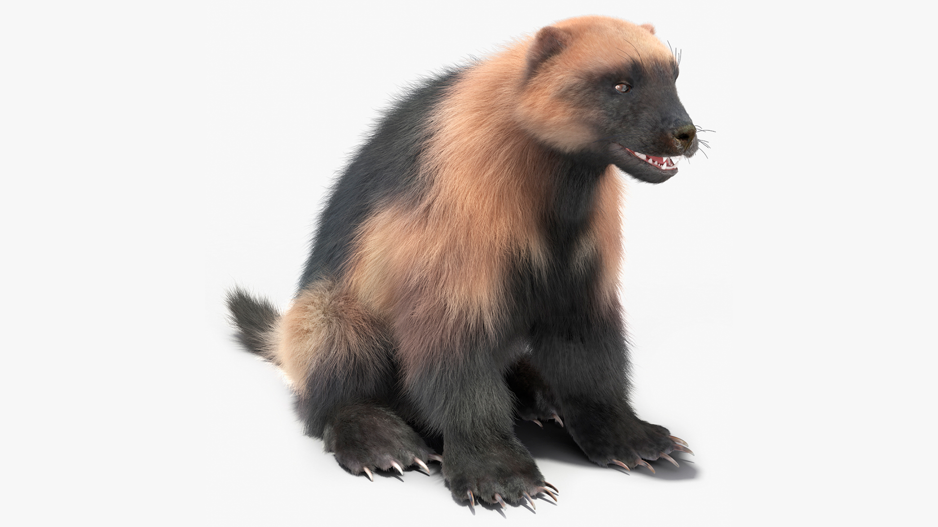 3D Wolverine Light Color Sitting Pose Fur model