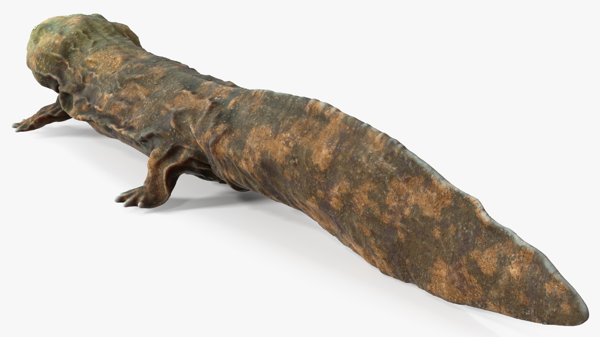 3D model Chinese Giant Salamander Light