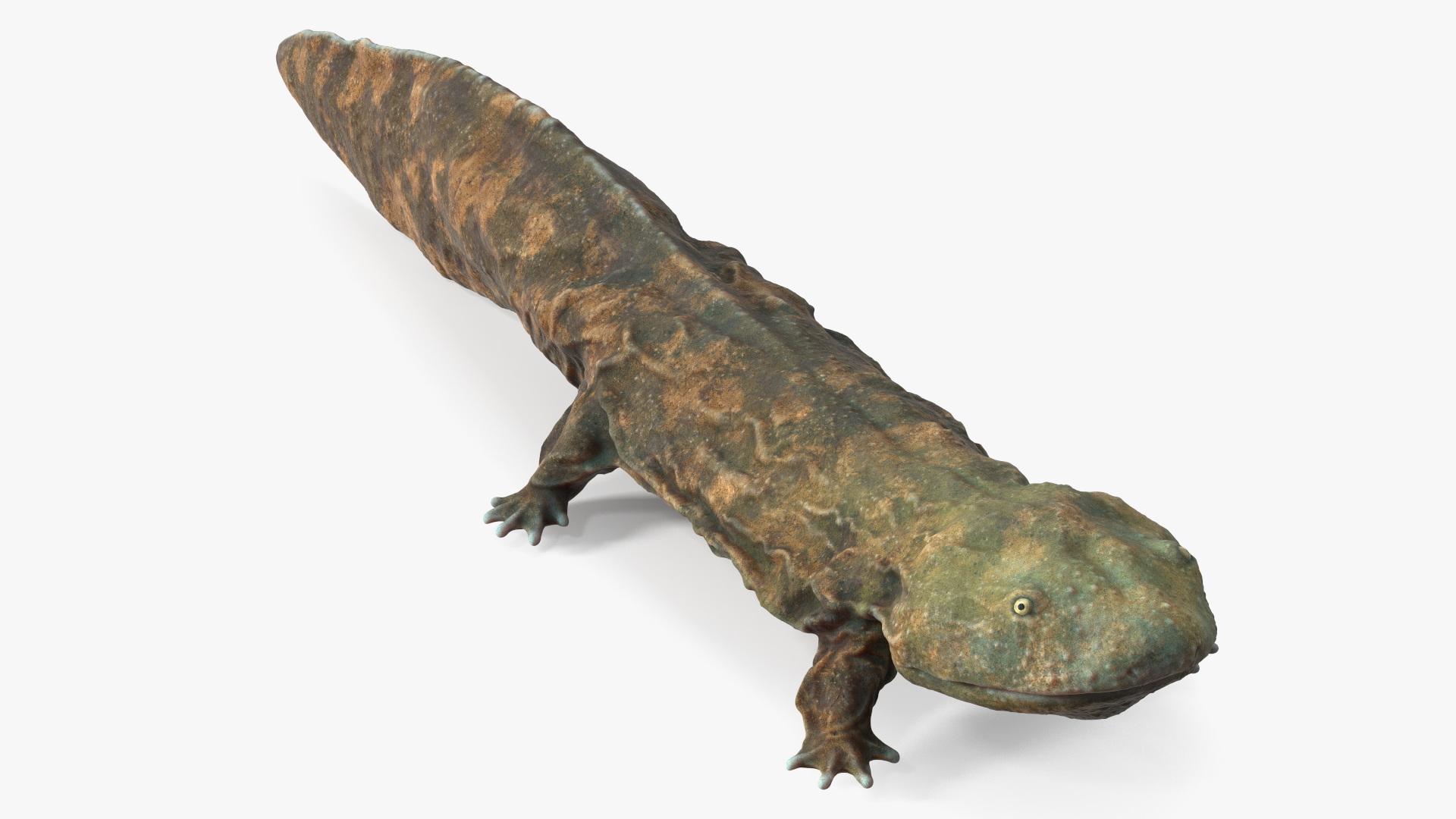 3D model Chinese Giant Salamander Light