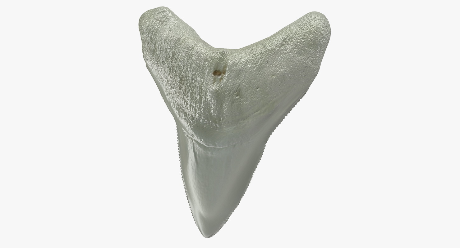 3D Megalodon Shark Tooth