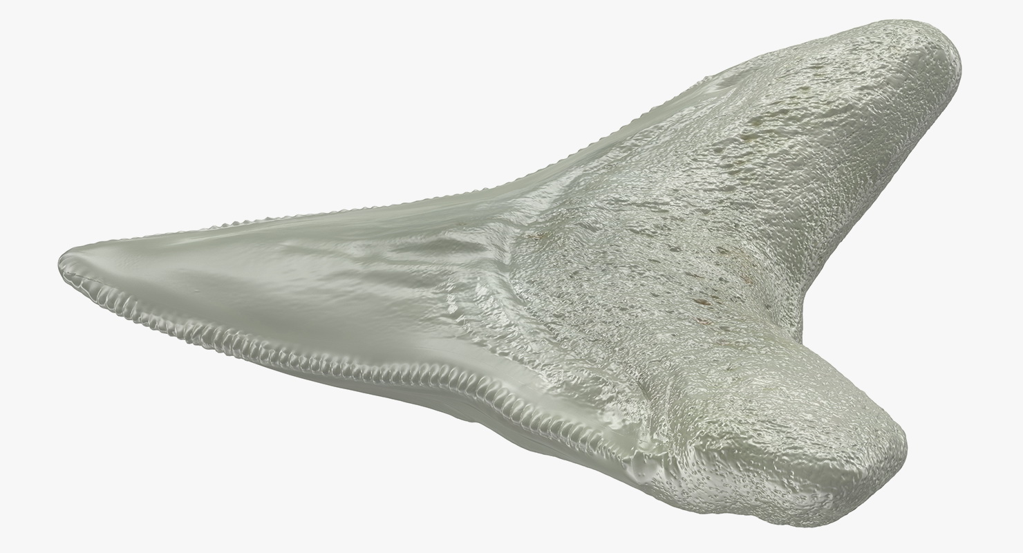 3D Megalodon Shark Tooth