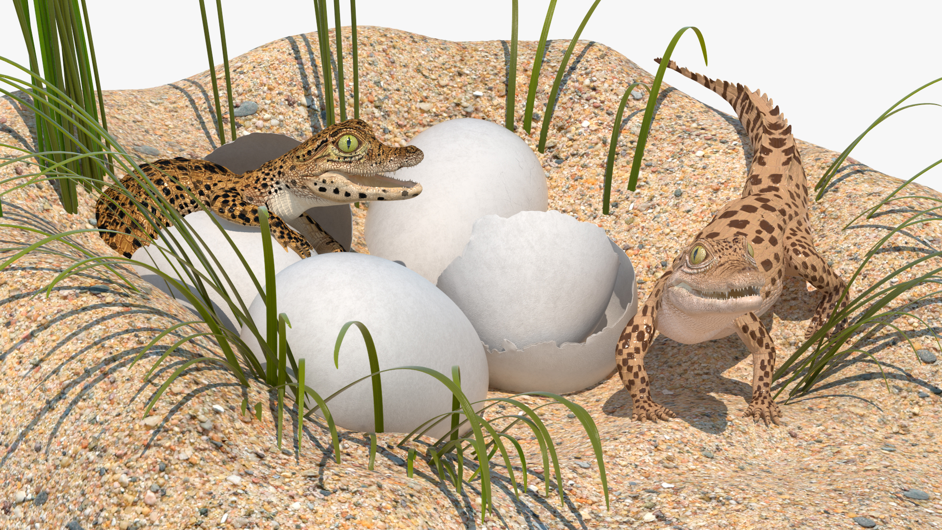 3D model Baby Crocodiles Nest