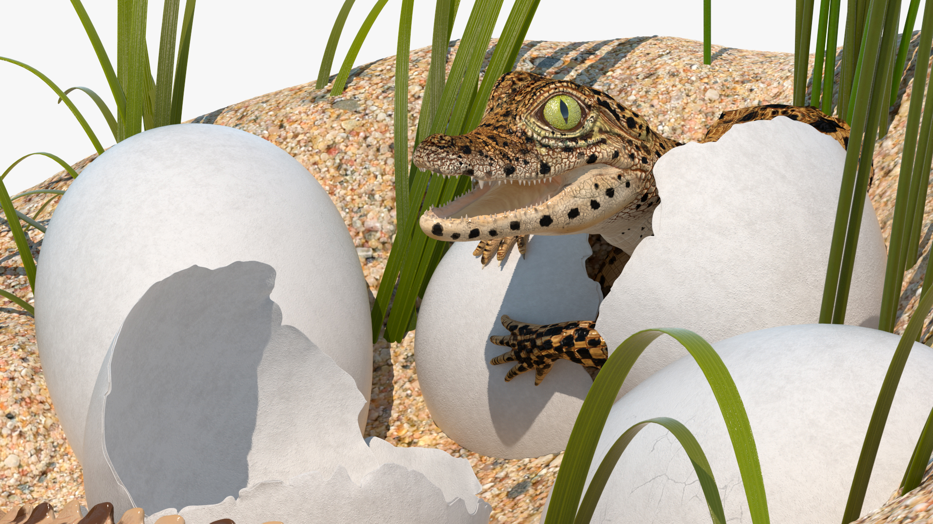 3D model Baby Crocodiles Nest