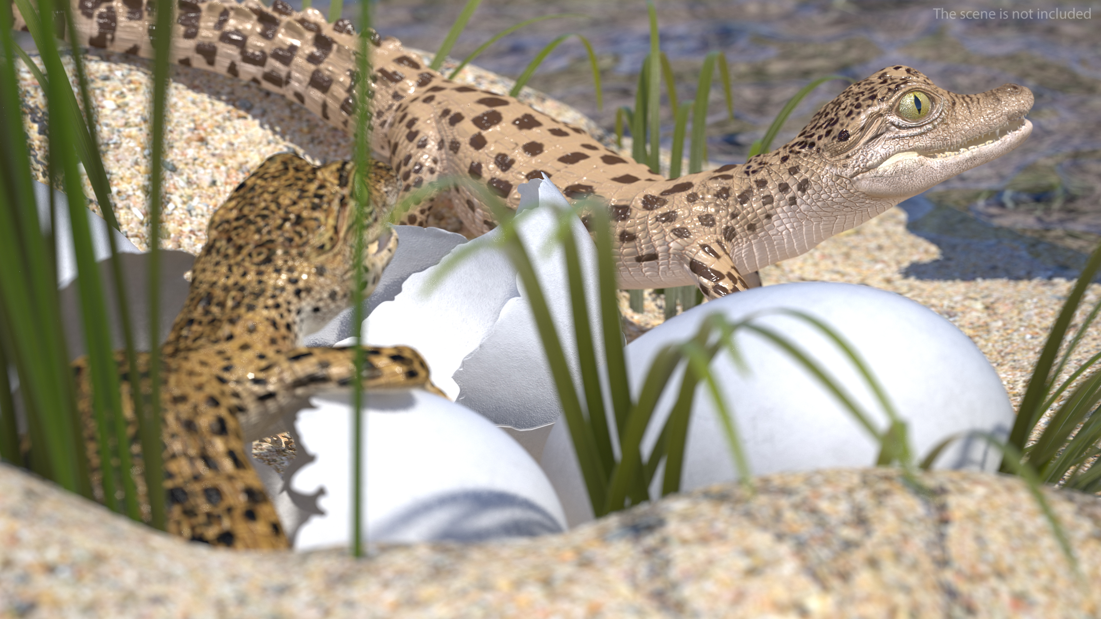 3D model Baby Crocodiles Nest
