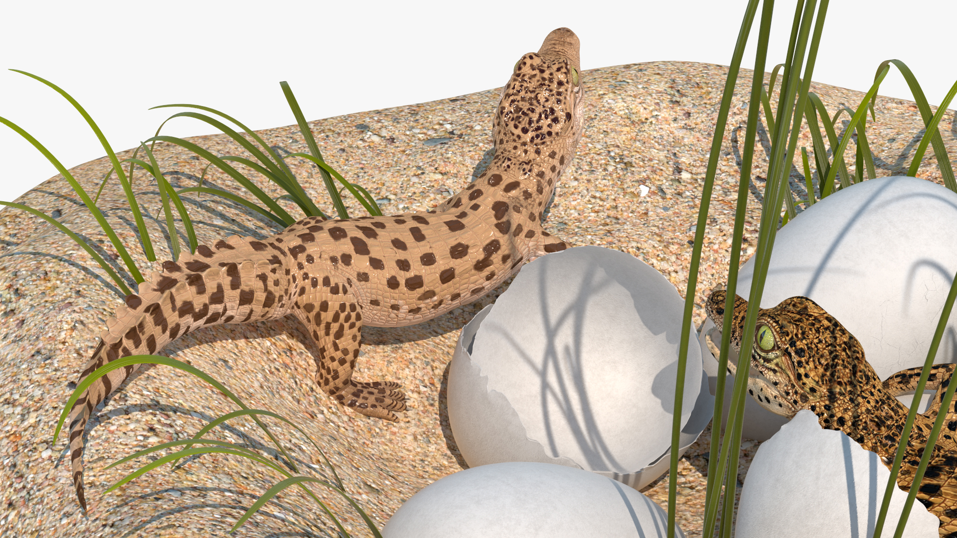 3D model Baby Crocodiles Nest