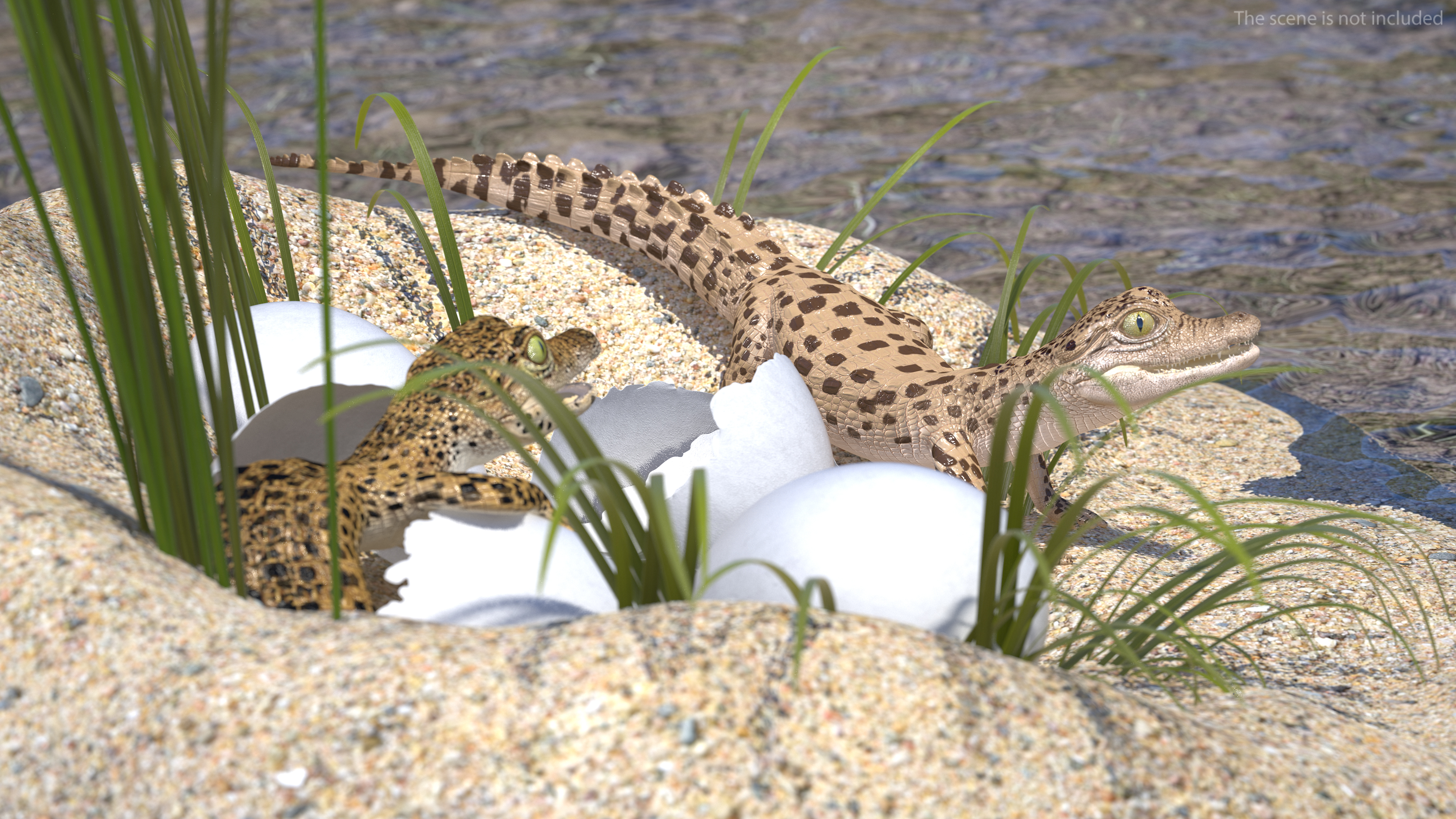 3D model Baby Crocodiles Nest