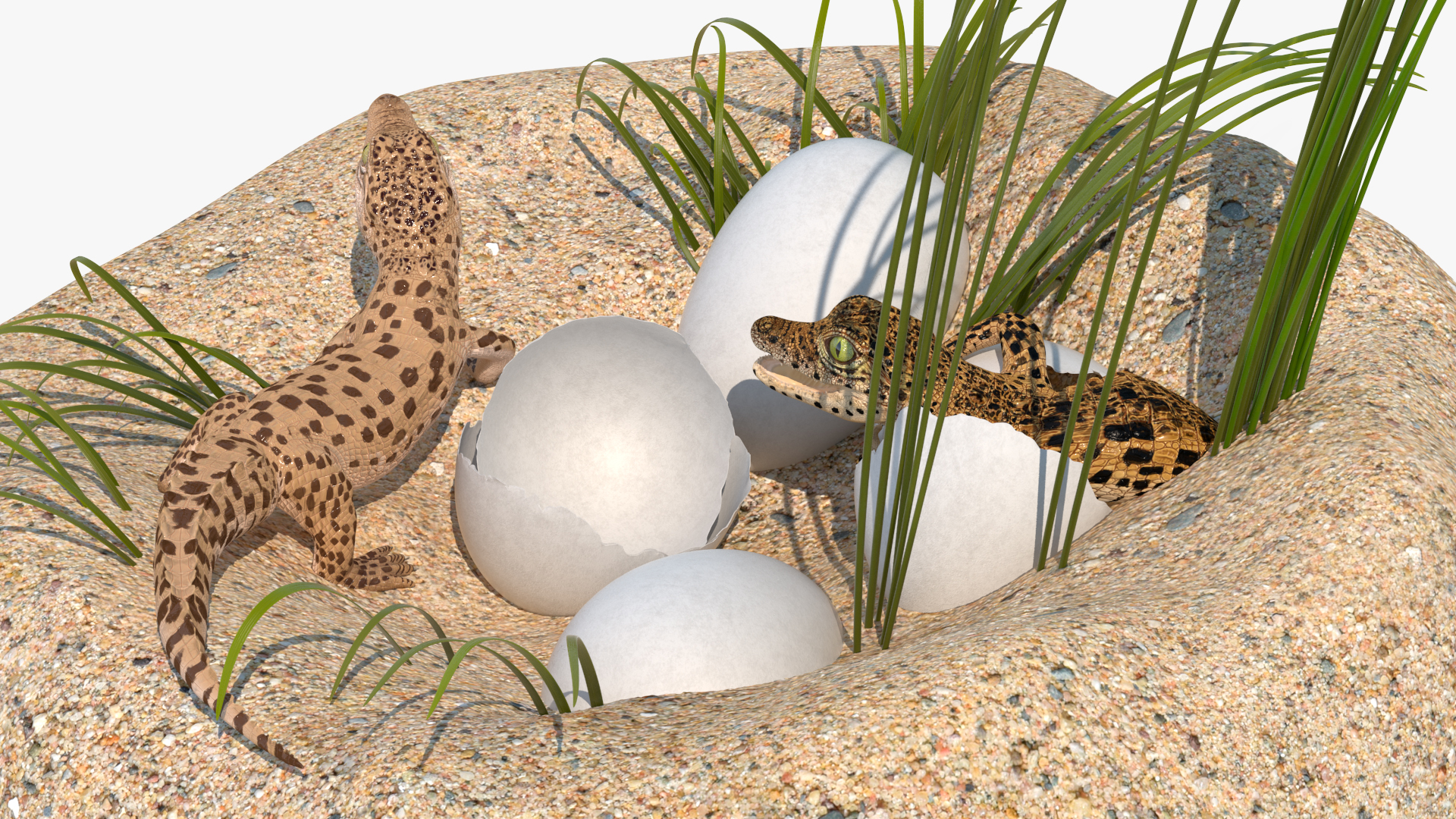 3D model Baby Crocodiles Nest