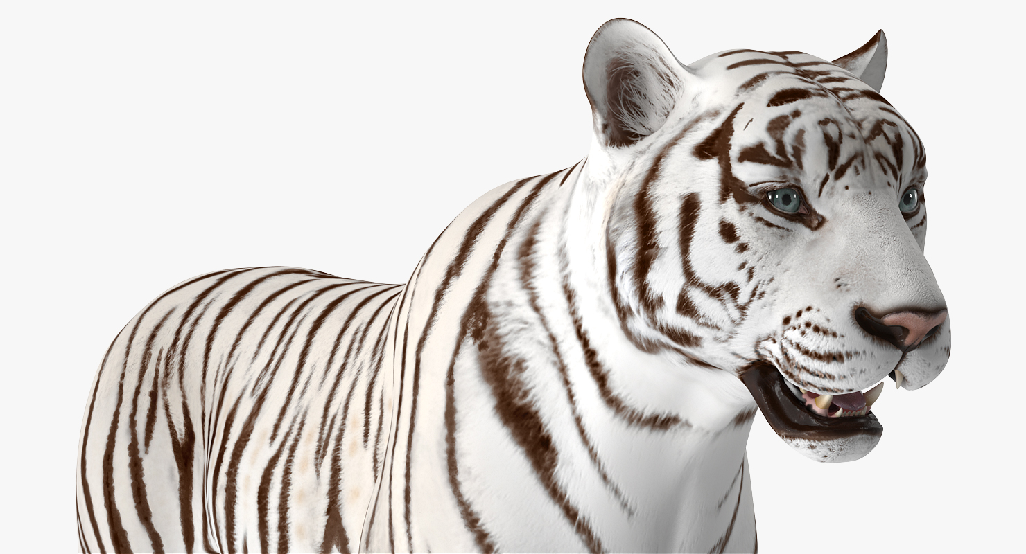 3D White Tiger
