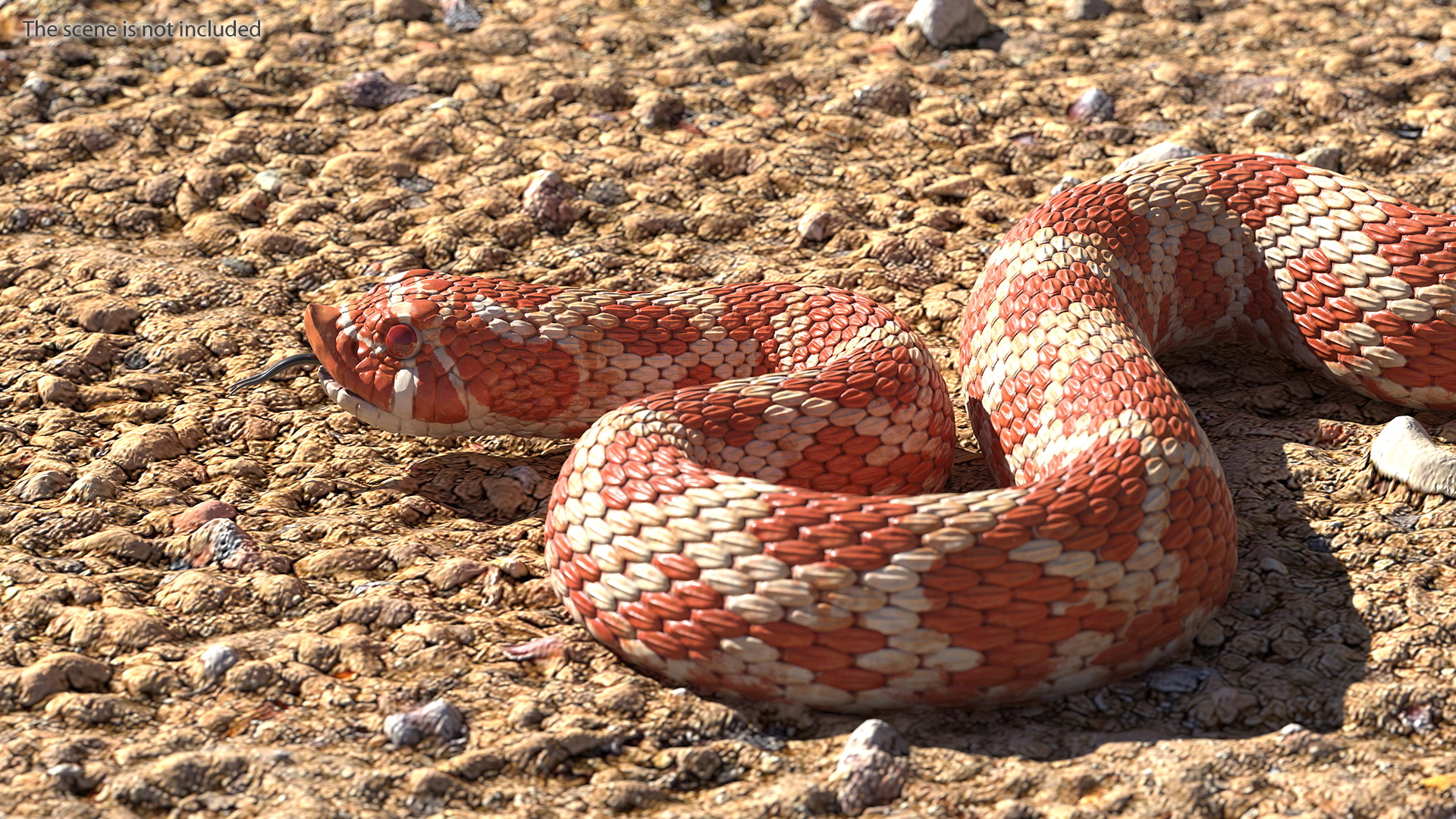 Coiled Red Hognose Snake 3D model