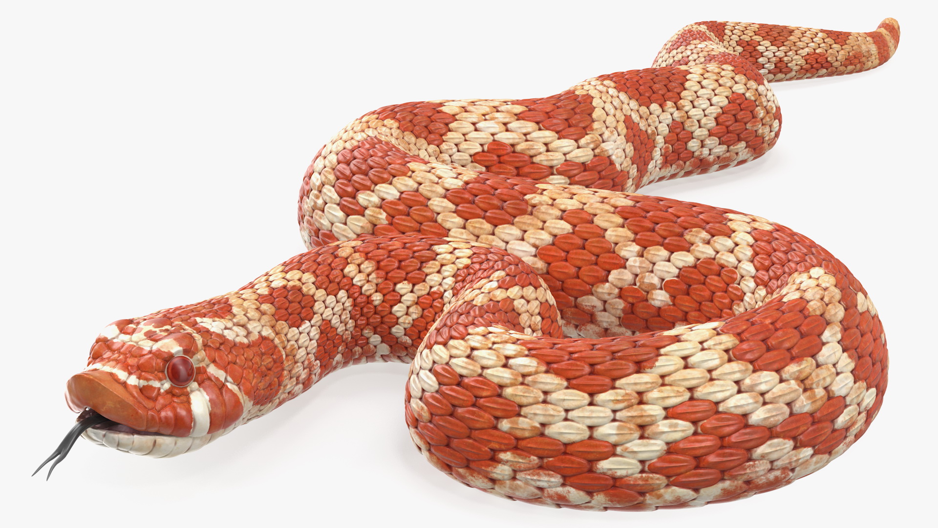 Coiled Red Hognose Snake 3D model