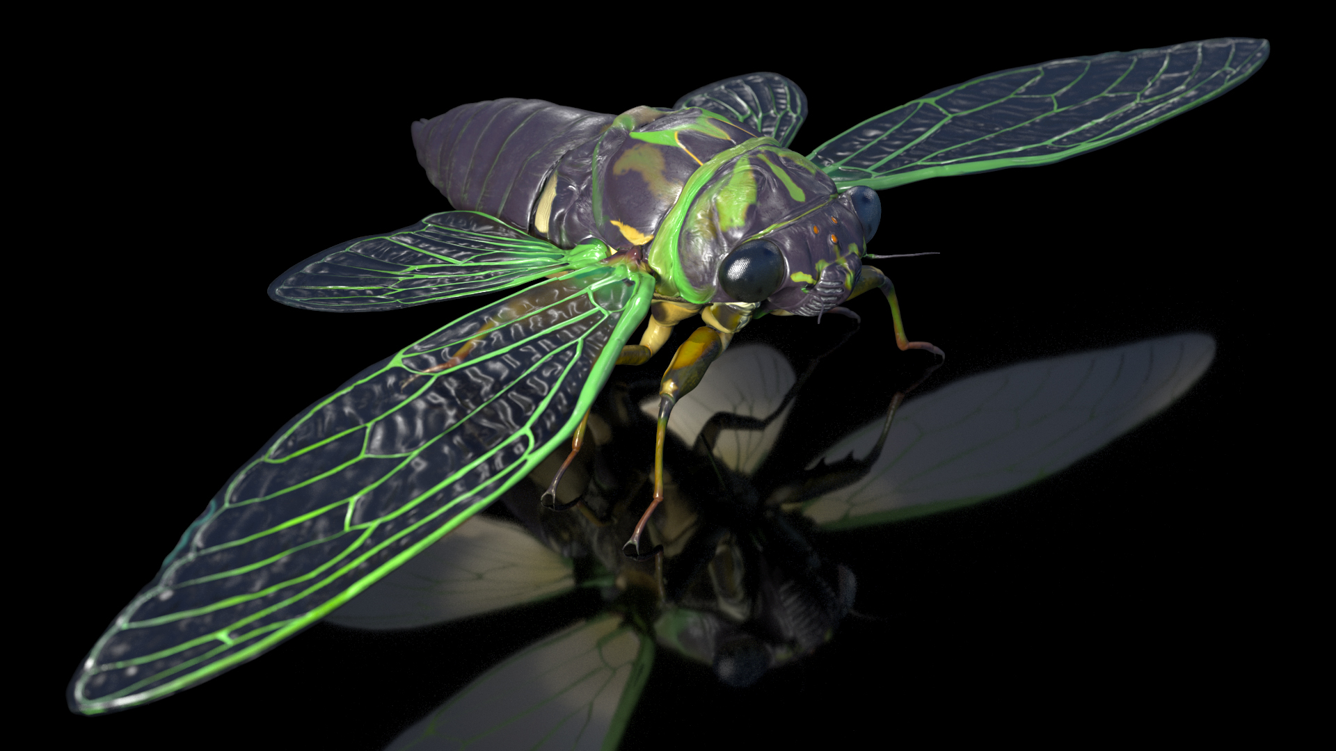 3D model Cicada