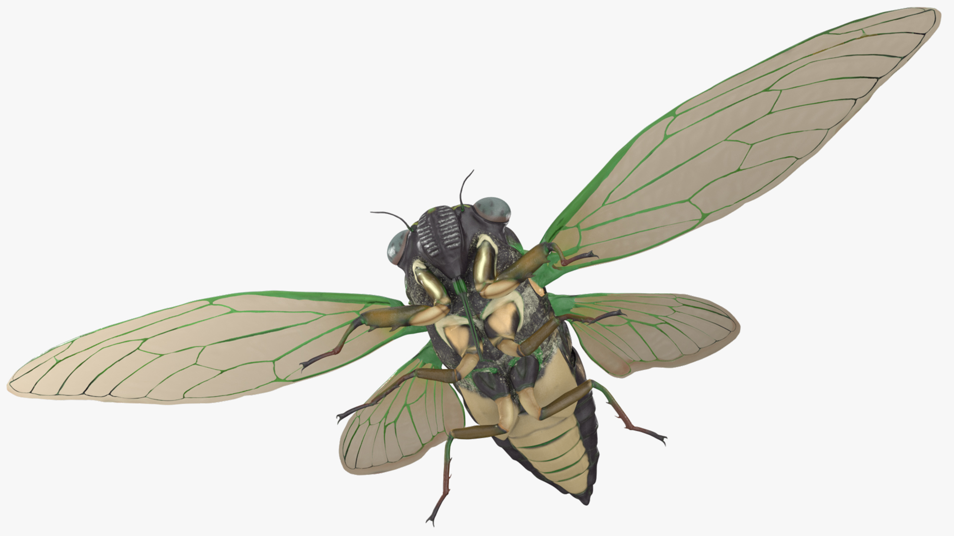 3D model Cicada
