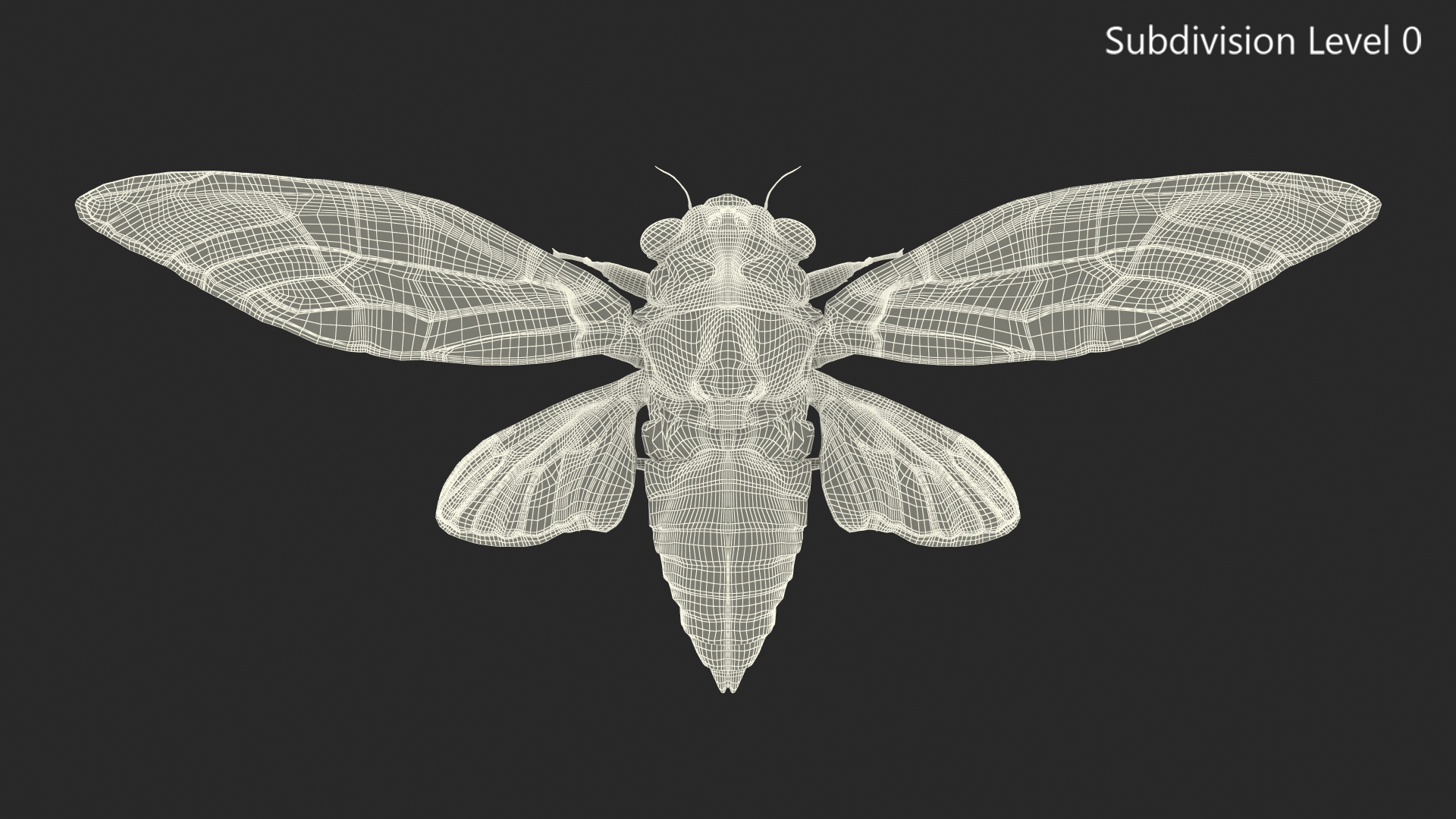 3D model Cicada