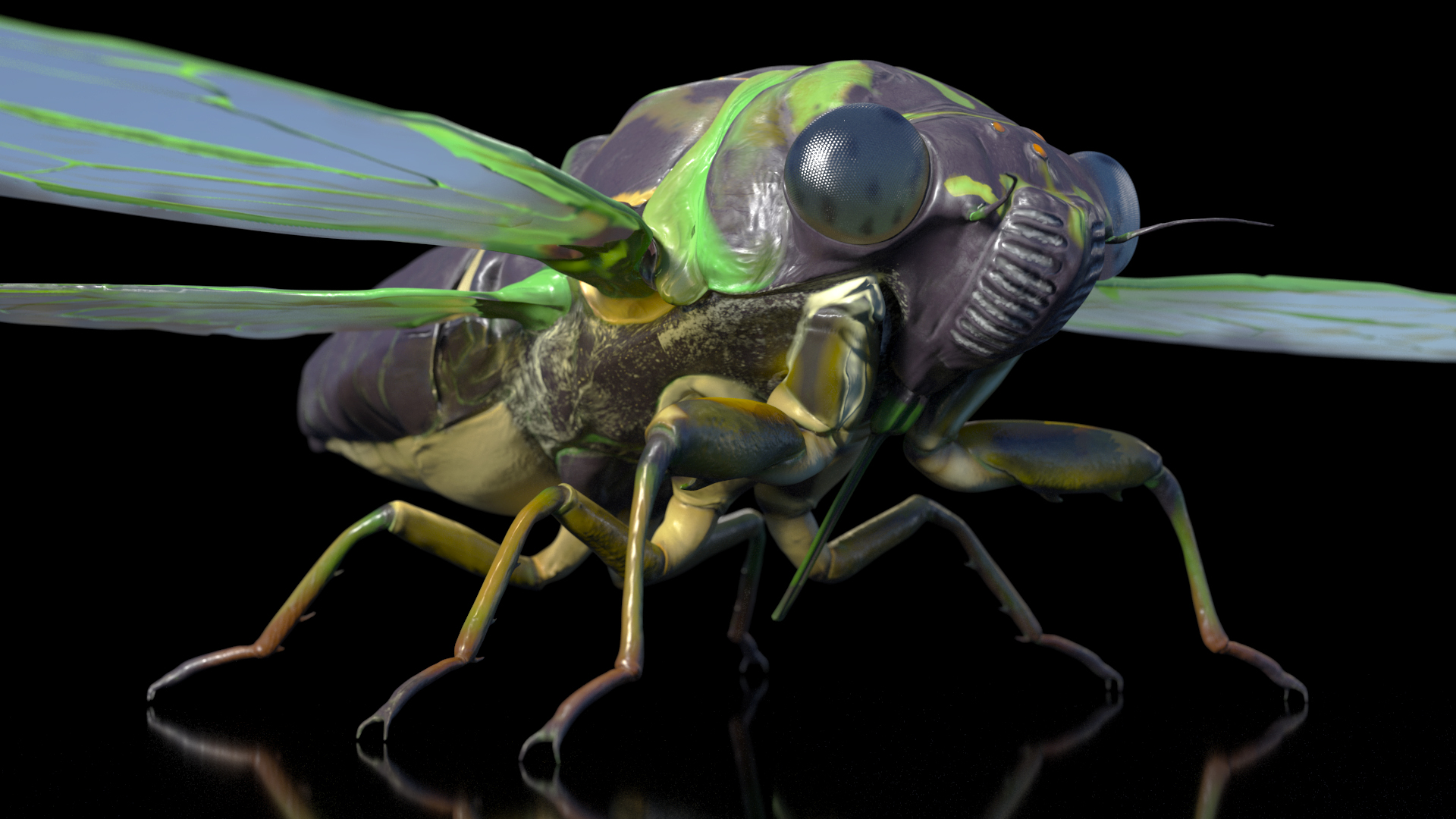 3D model Cicada