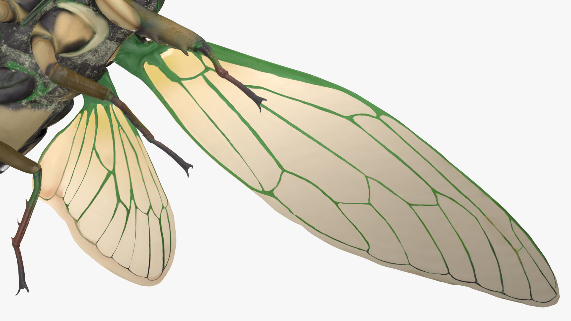 3D model Cicada