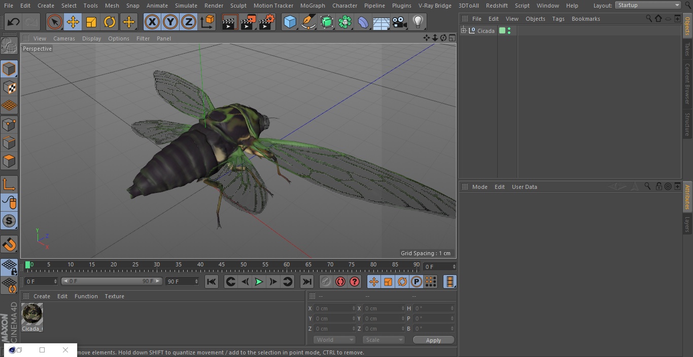 3D model Cicada