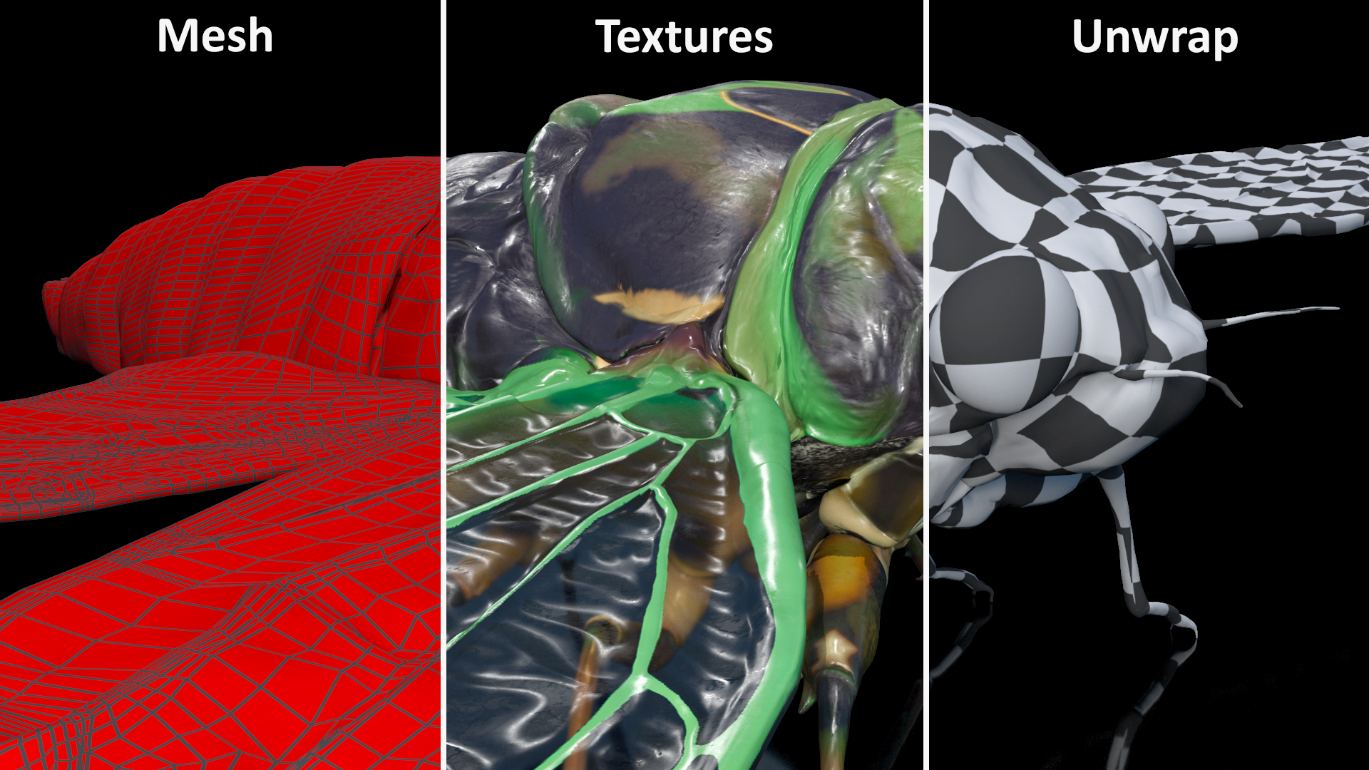 3D model Cicada