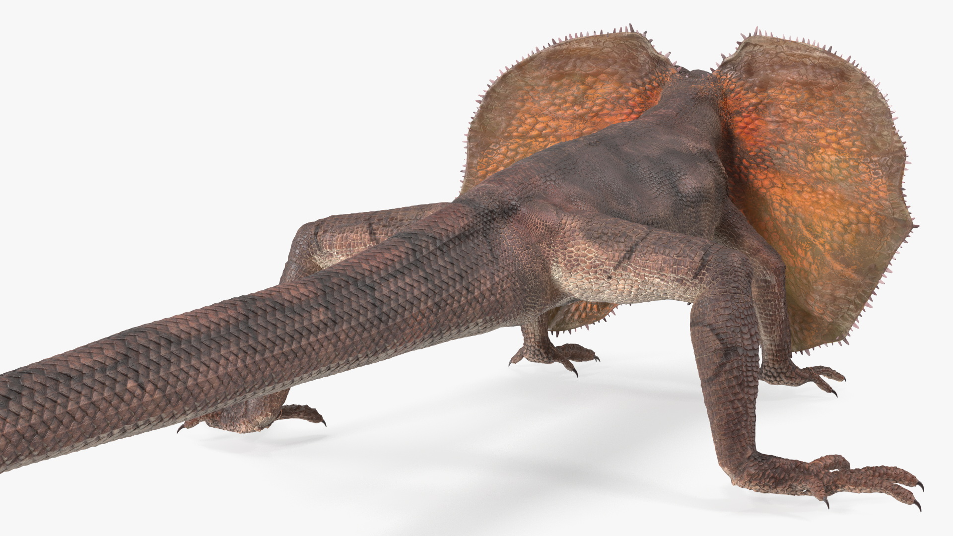 3D Frillneck Lizard Rigged model