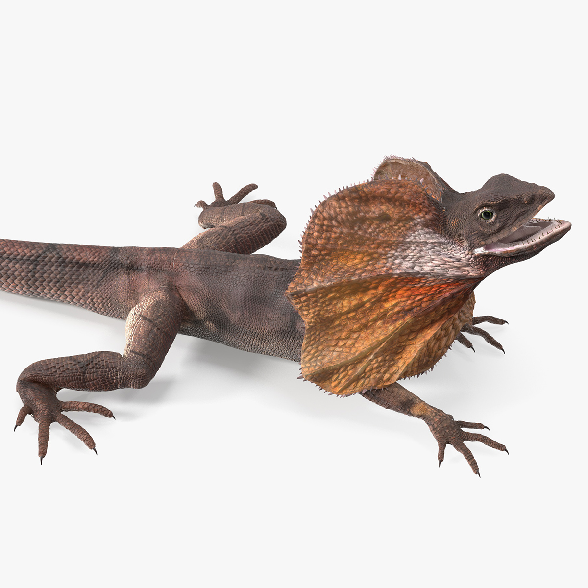 3D Frillneck Lizard Rigged model