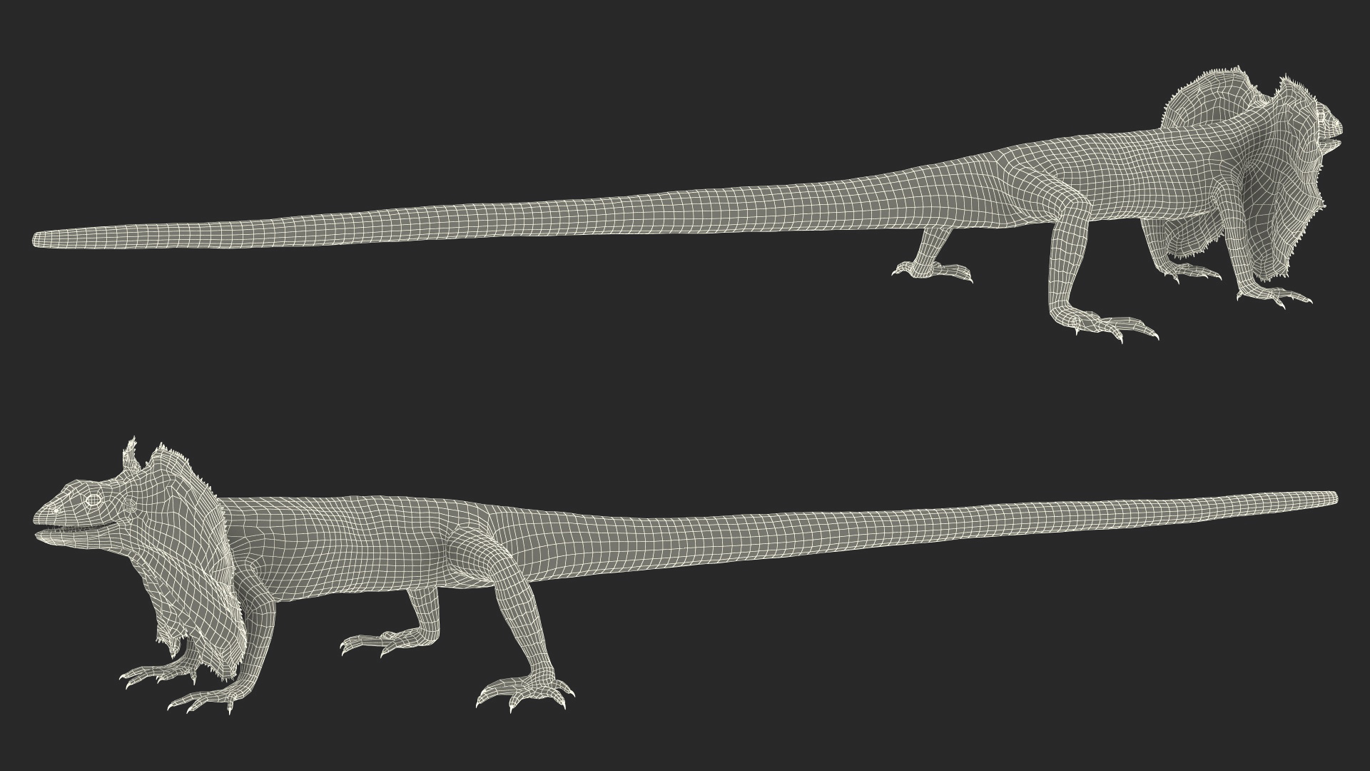3D Frillneck Lizard Rigged model