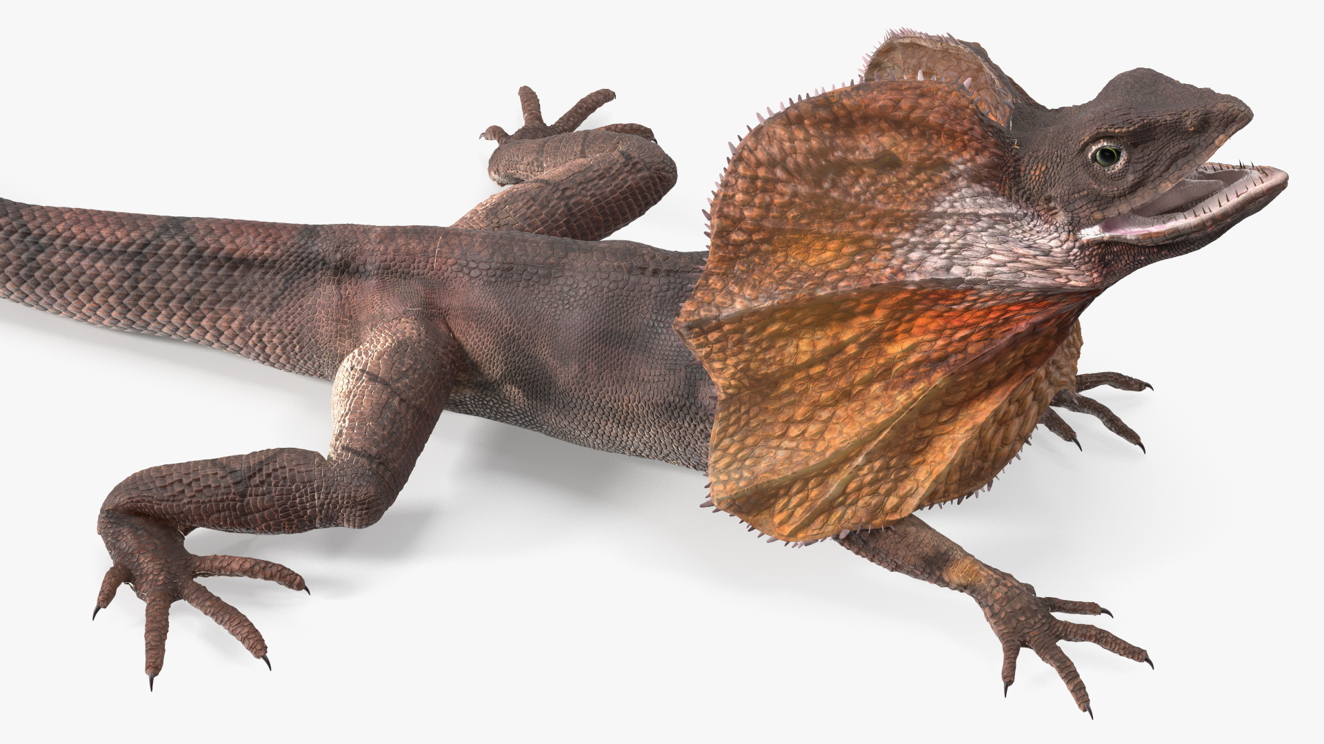 3D Frillneck Lizard Rigged model
