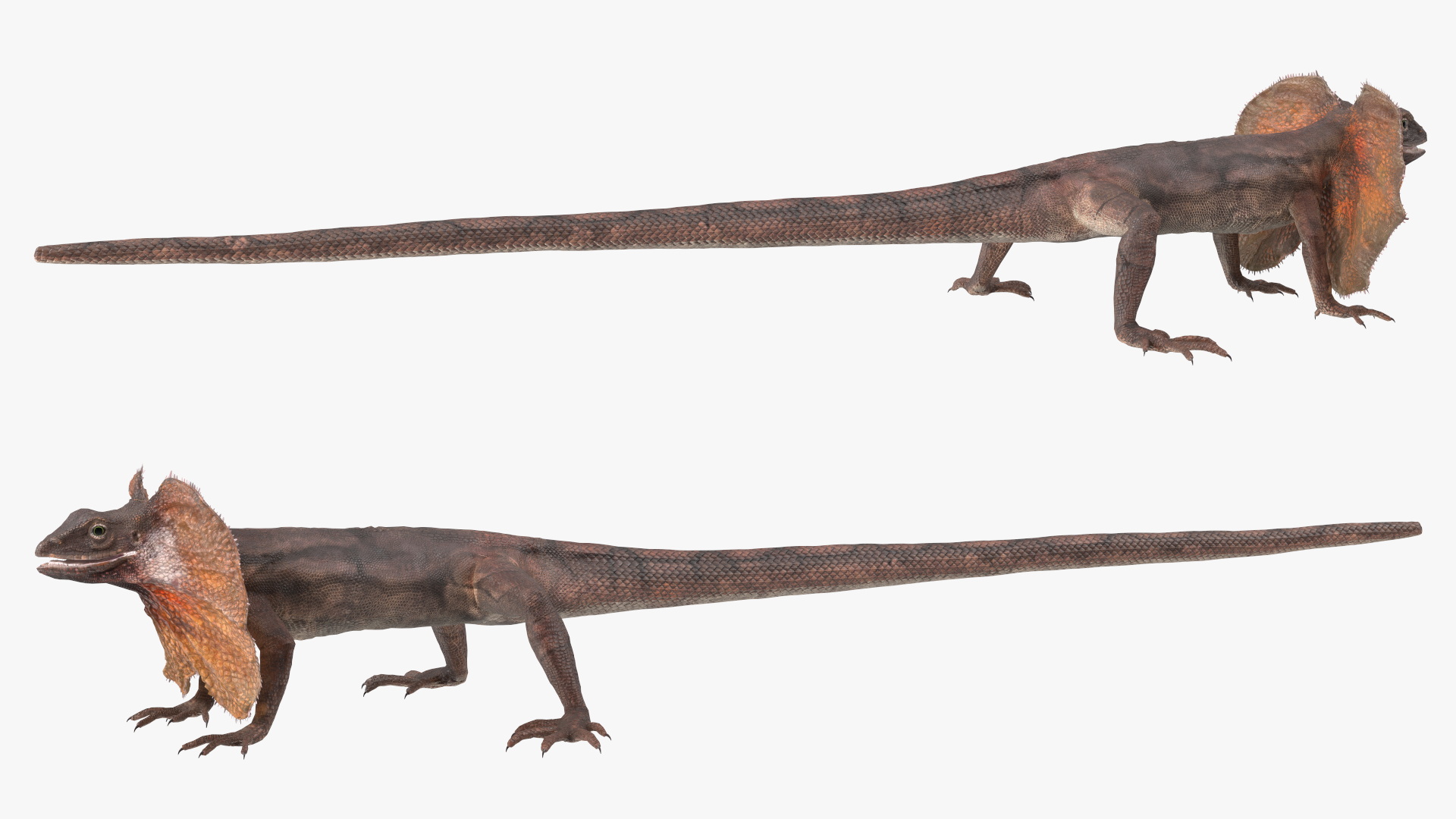 3D Frillneck Lizard Rigged model