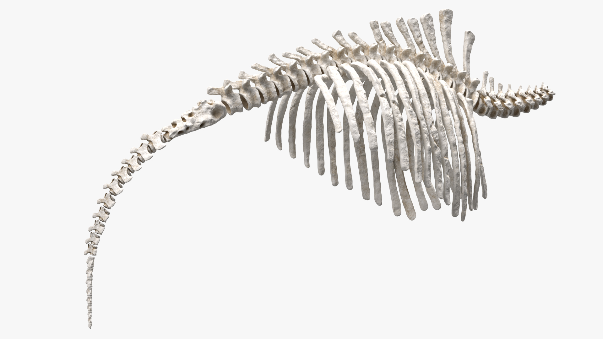 Mammoth Spine Skeleton 3D