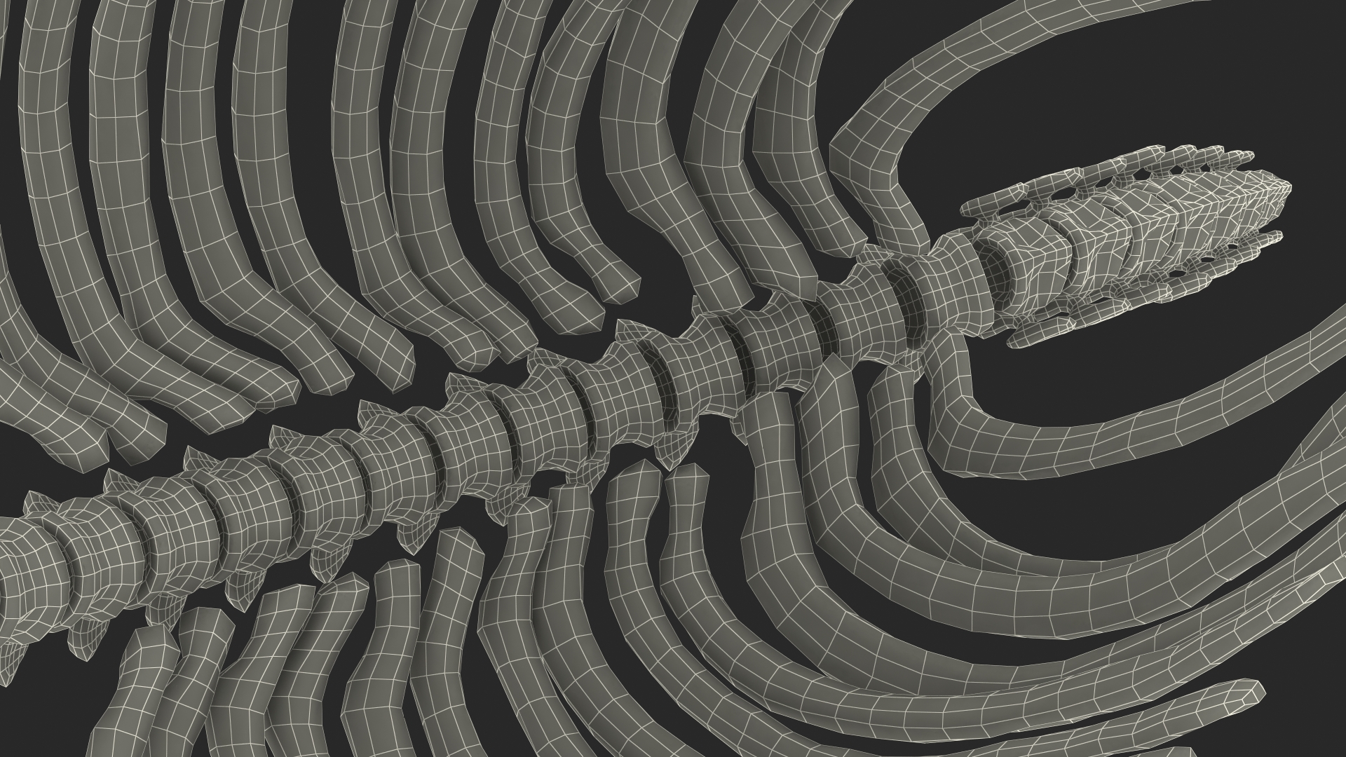 Mammoth Spine Skeleton 3D