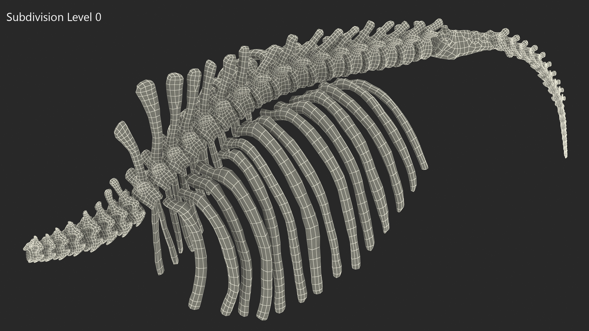 Mammoth Spine Skeleton 3D