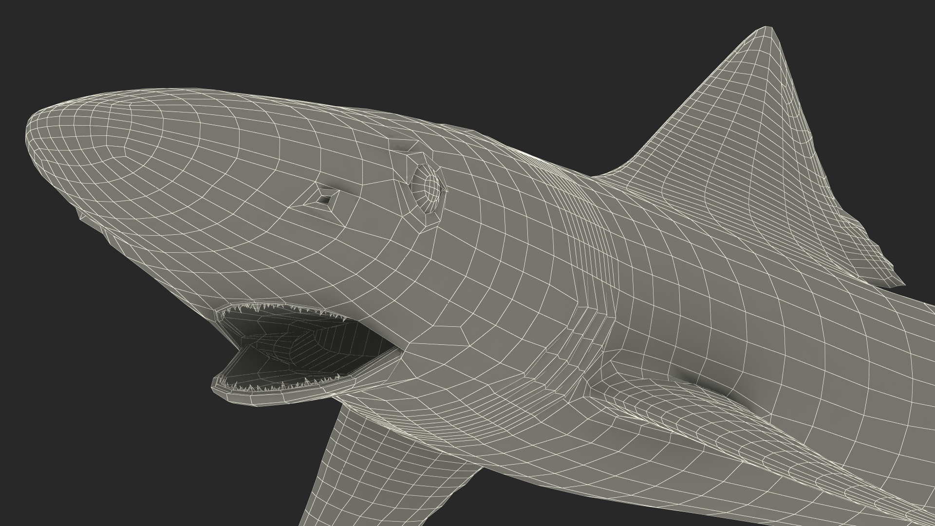 Galeorhinus Galeus Shark 3D model