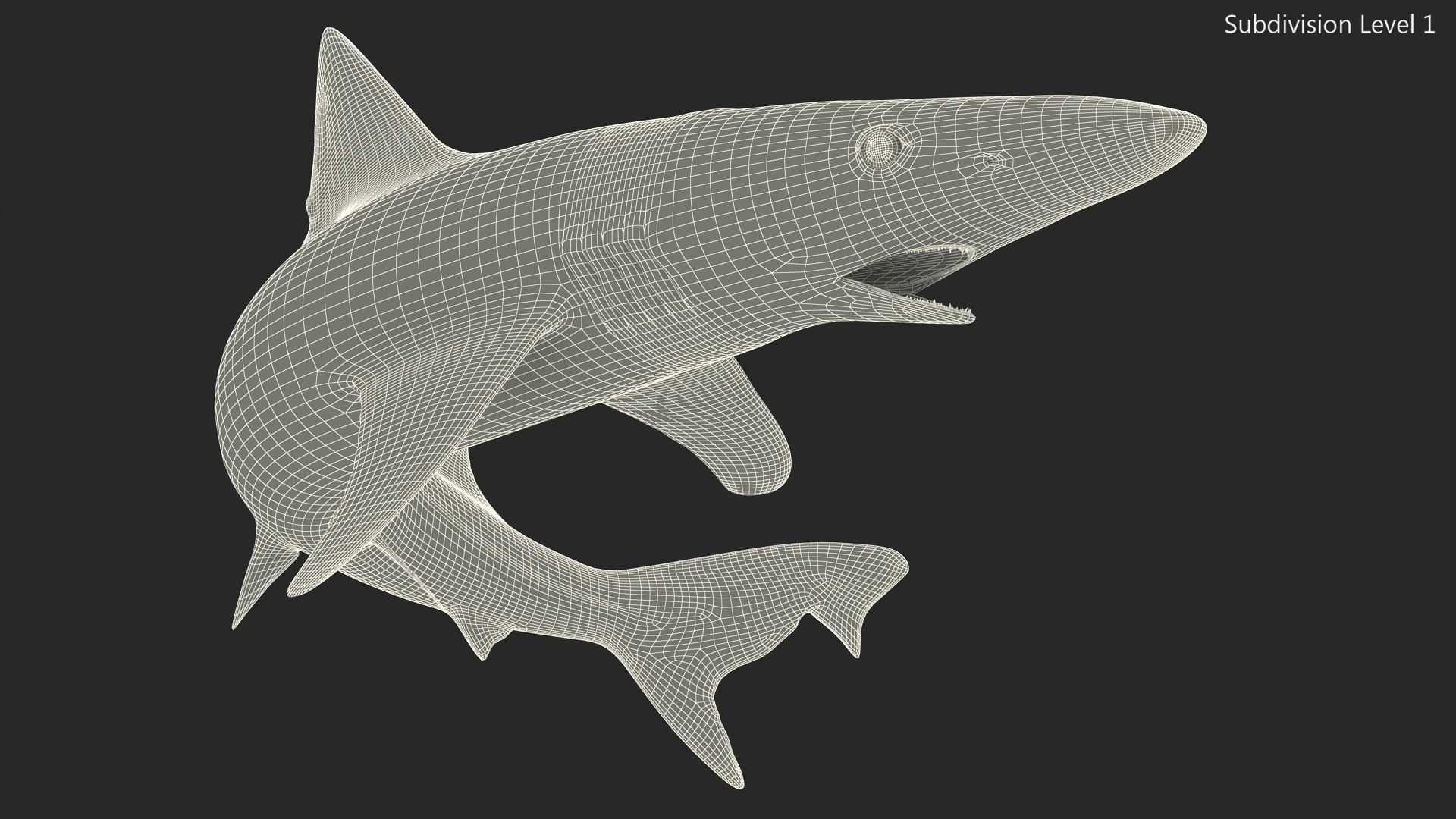 Galeorhinus Galeus Shark 3D model