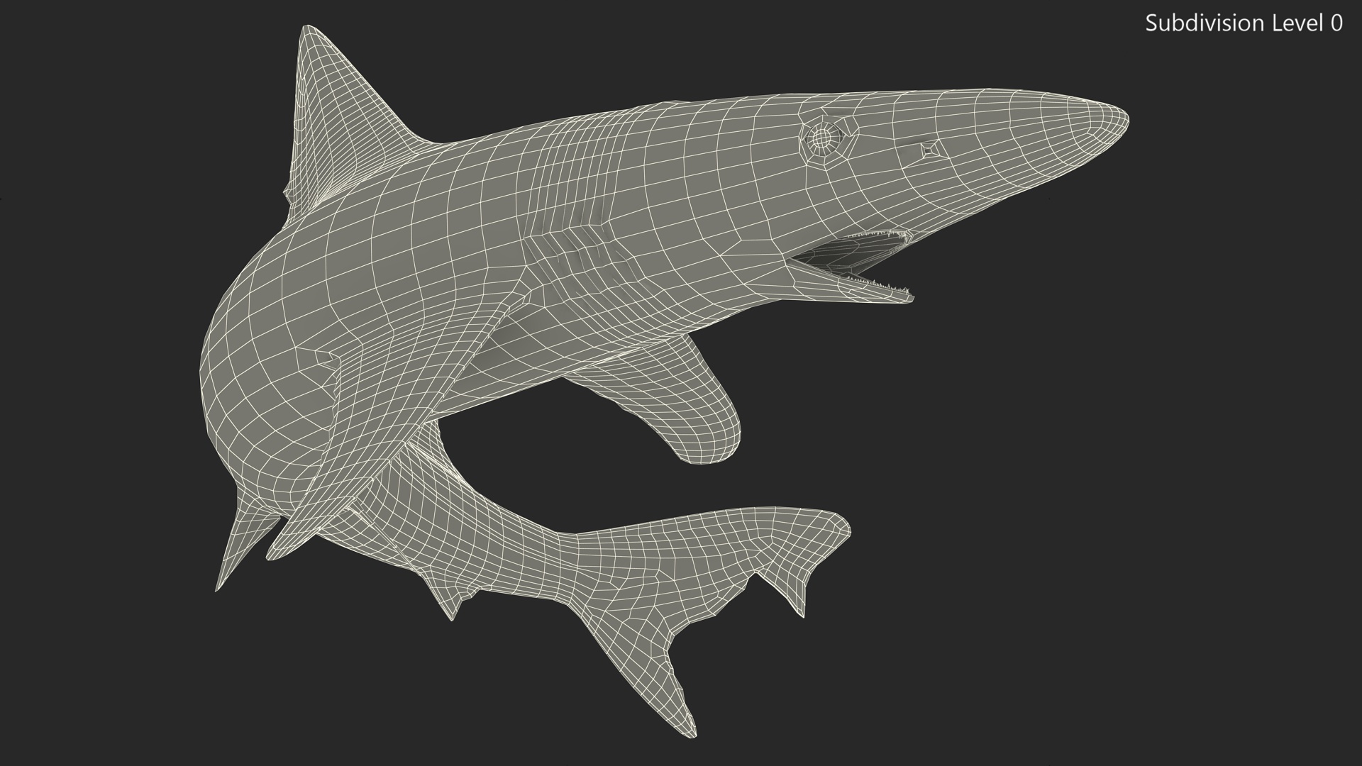 Galeorhinus Galeus Shark 3D model