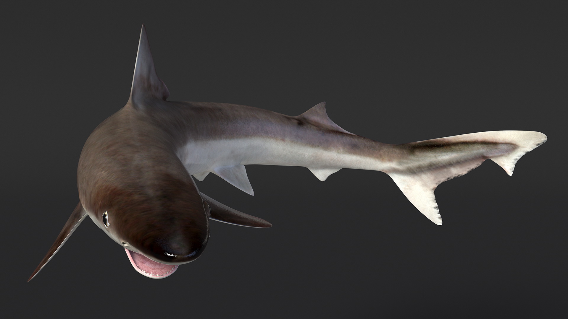 Galeorhinus Galeus Shark 3D model