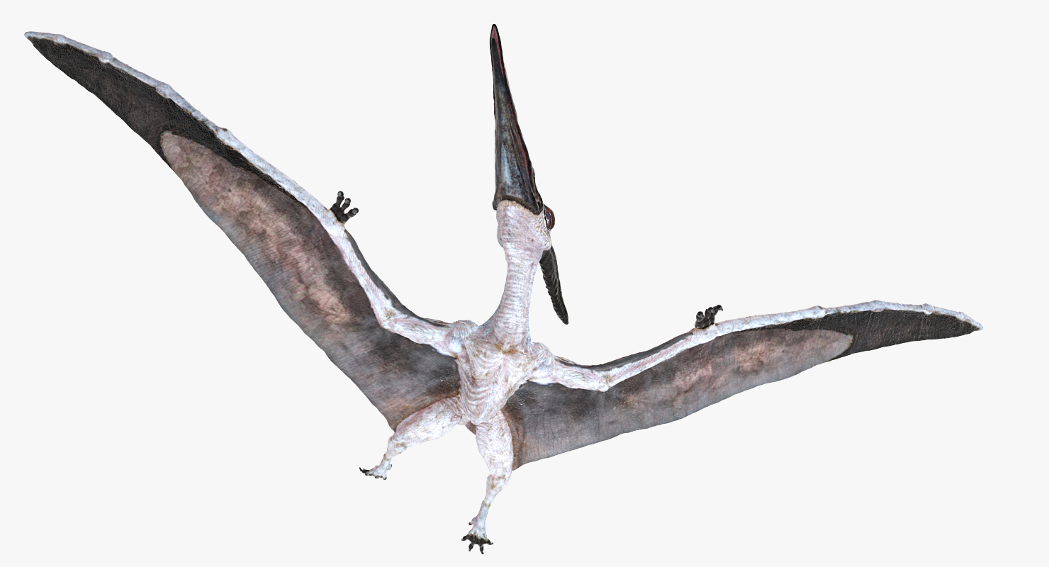 3D Pterosaur Pteranodon White Flying Pose model