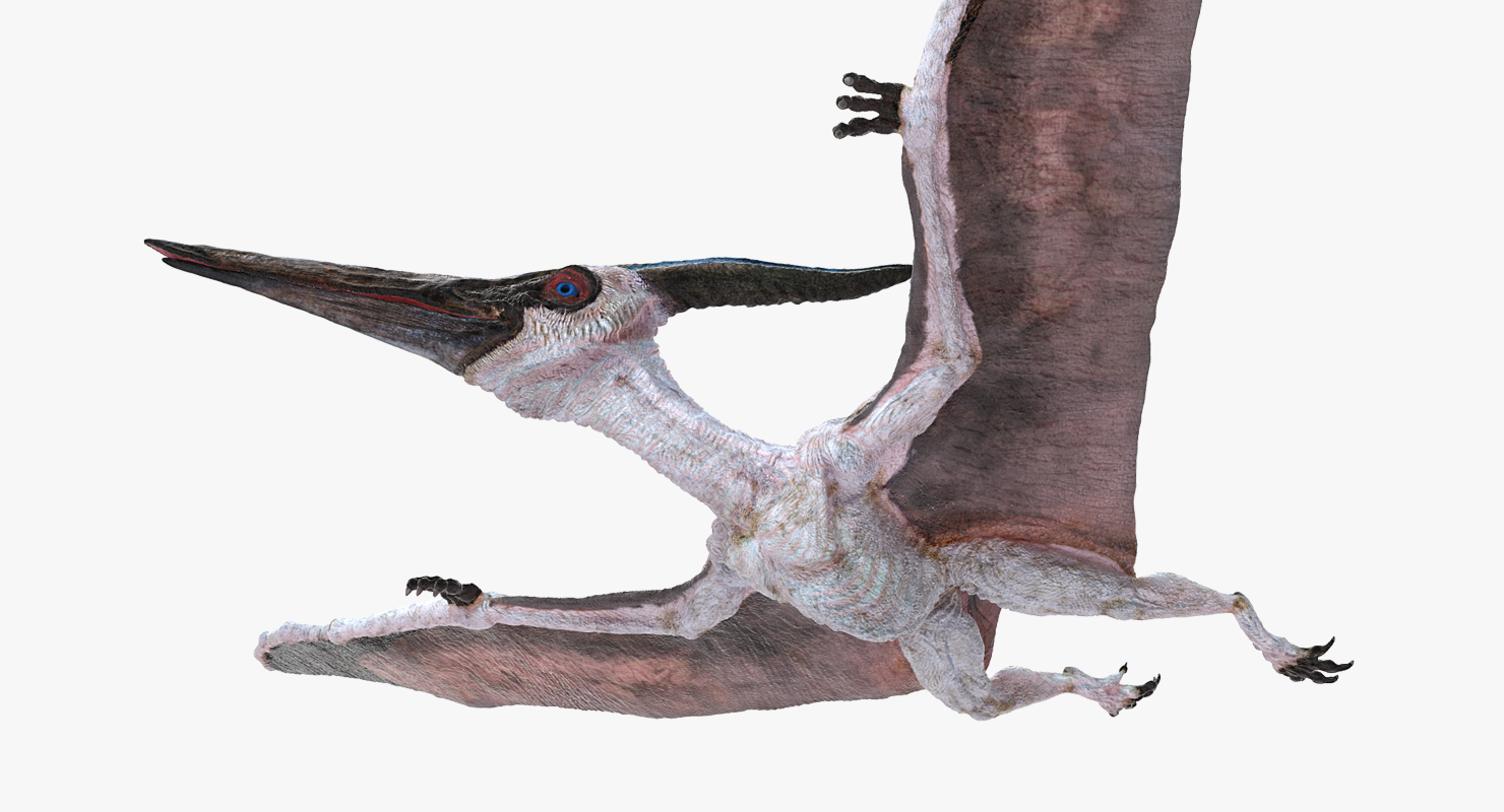3D Pterosaur Pteranodon White Flying Pose model