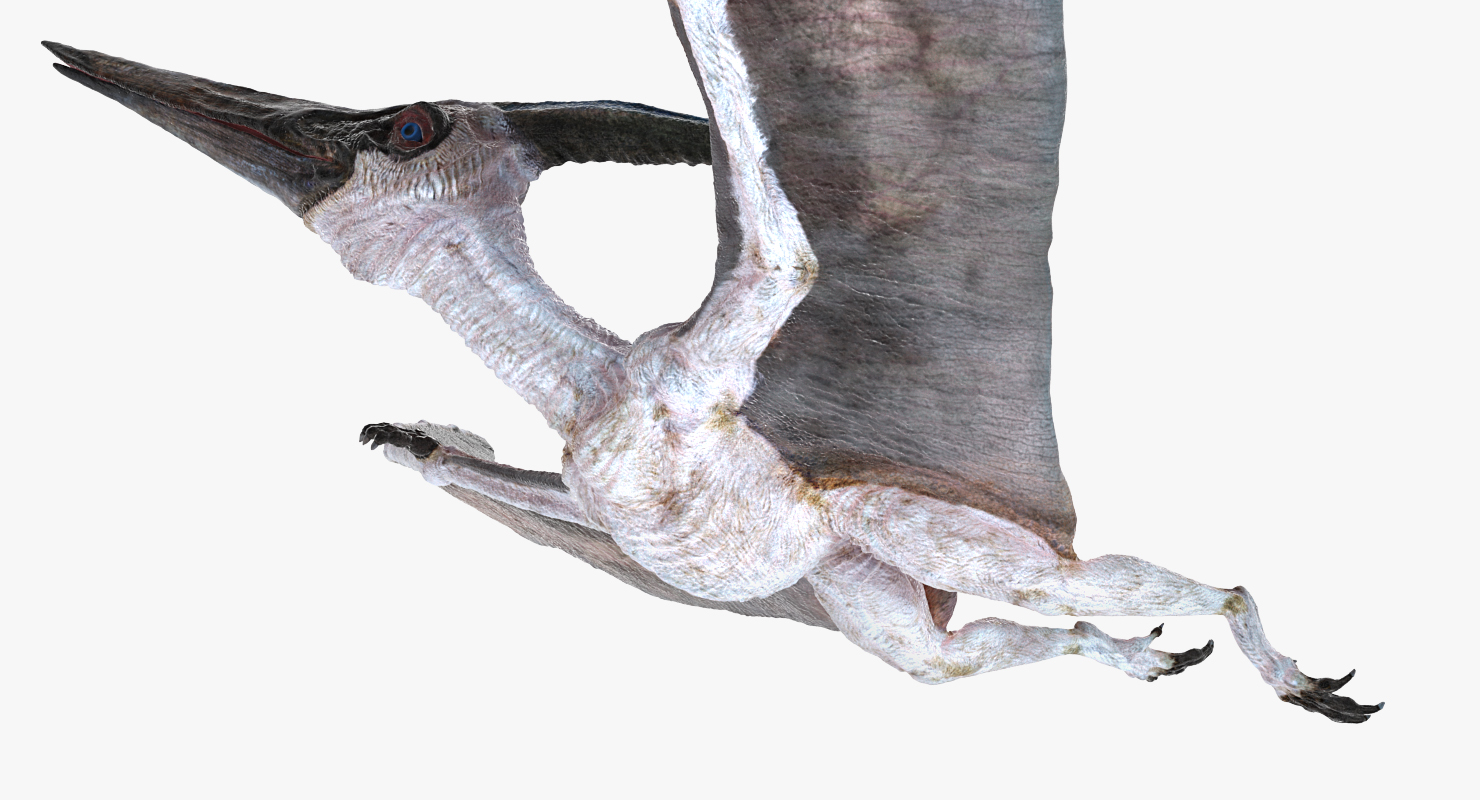 3D Pterosaur Pteranodon White Flying Pose model