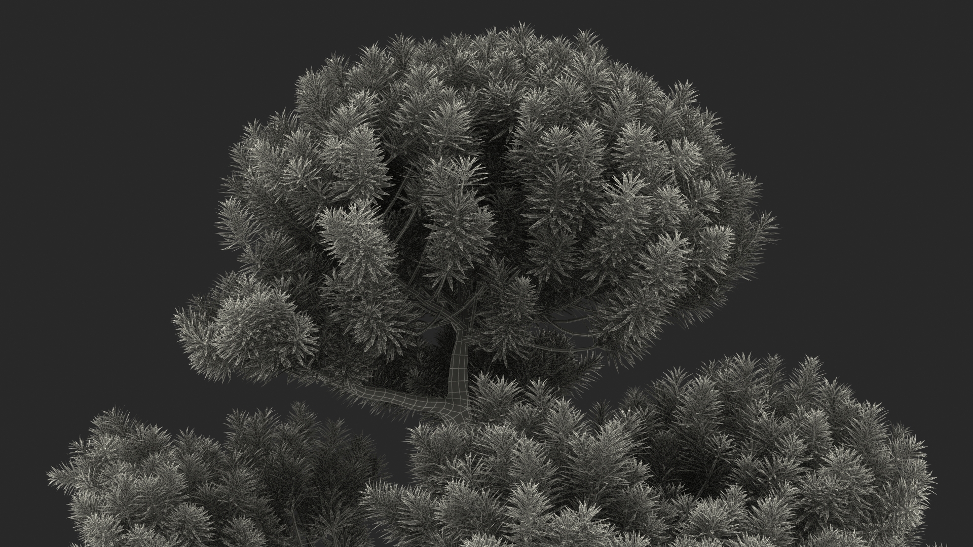 3D model Podocarpus Evergreen Tree