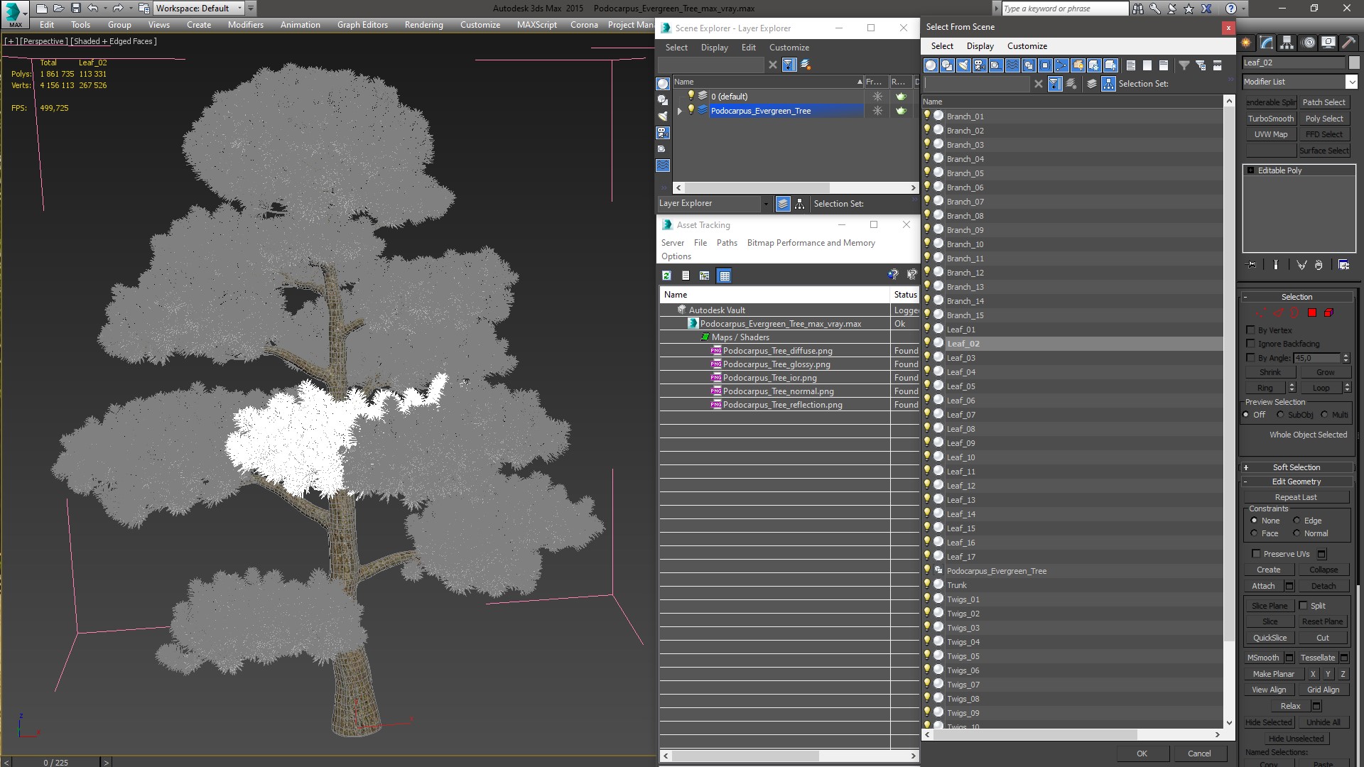 3D model Podocarpus Evergreen Tree