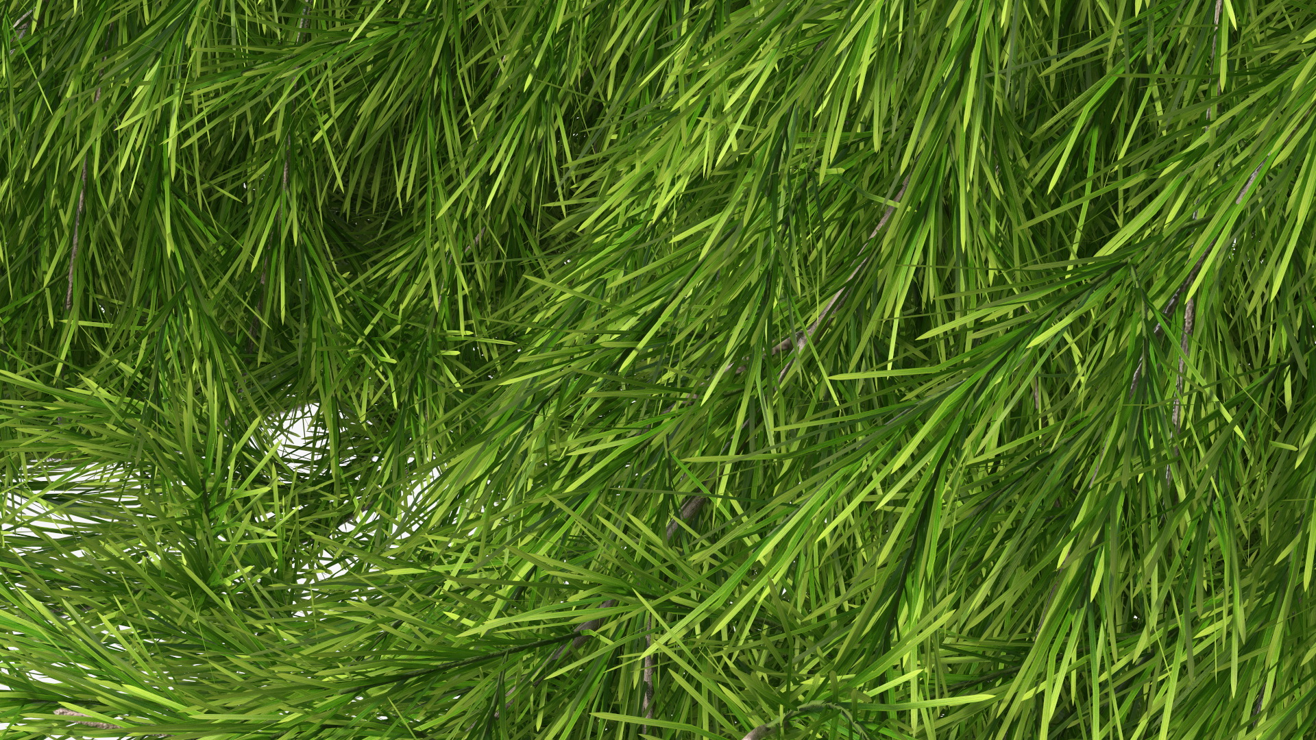 3D Acacia Cognata Mini Cog model