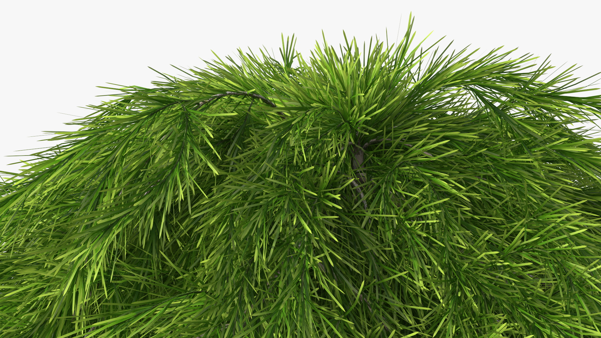 3D Acacia Cognata Mini Cog model