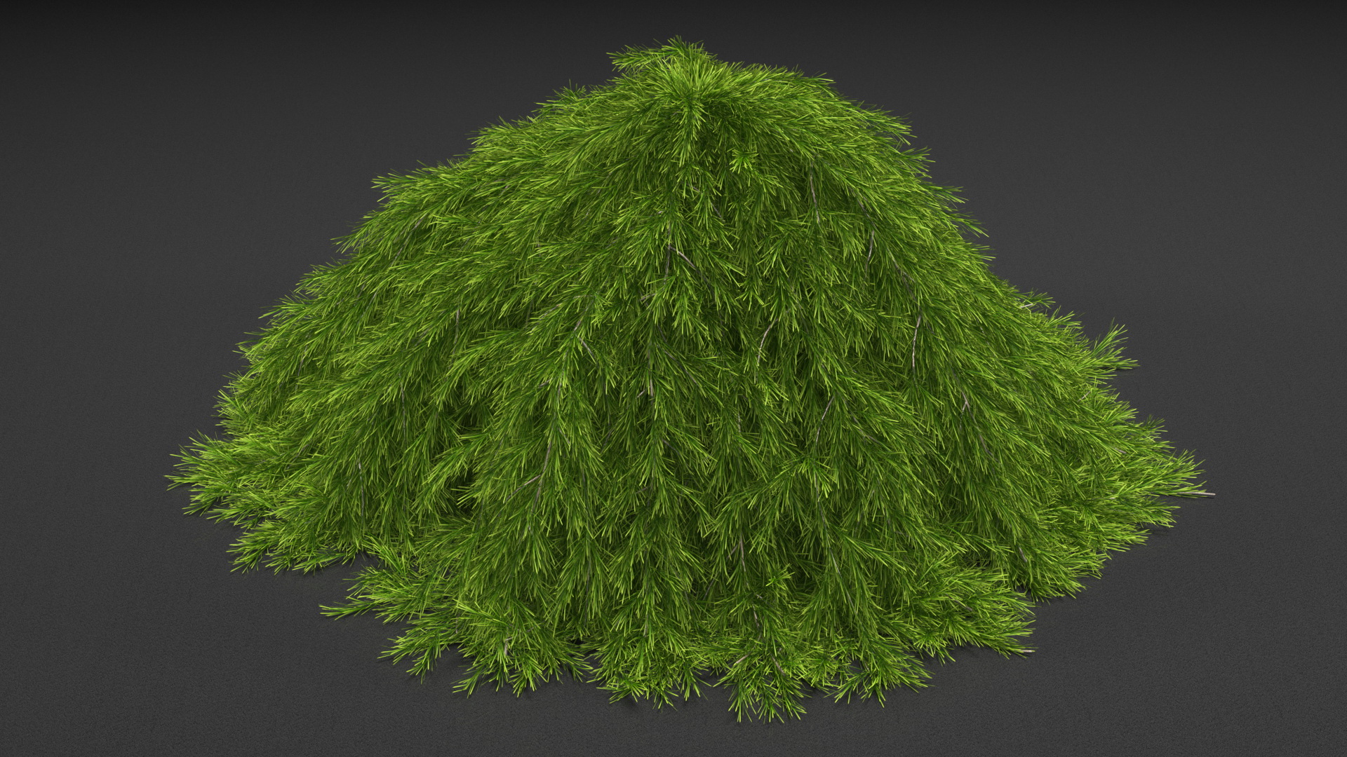 3D Acacia Cognata Mini Cog model