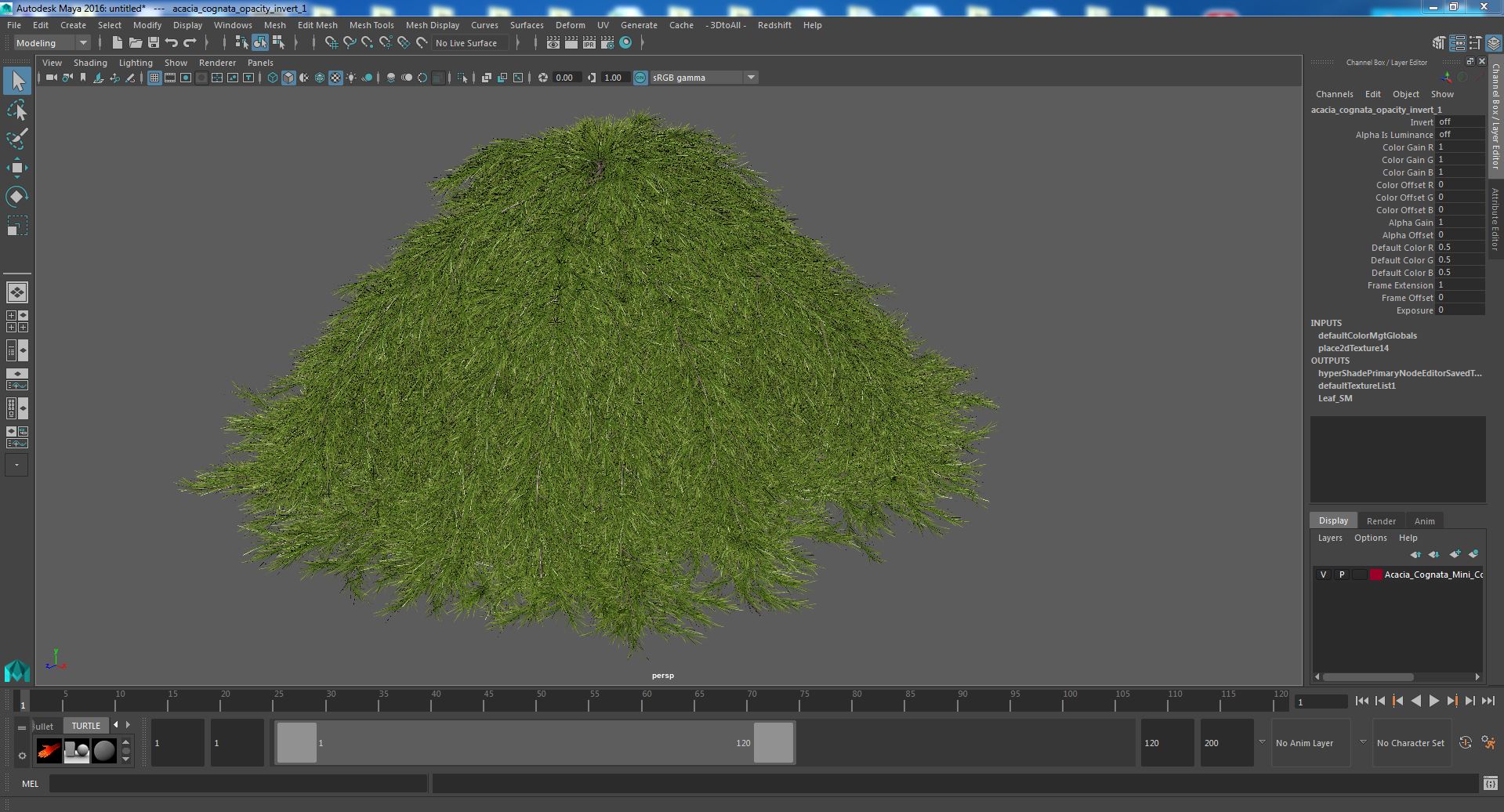 3D Acacia Cognata Mini Cog model