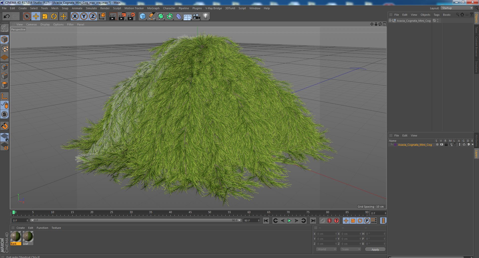 3D Acacia Cognata Mini Cog model