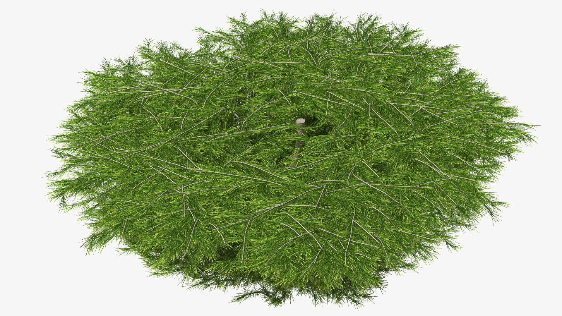 3D Acacia Cognata Mini Cog model