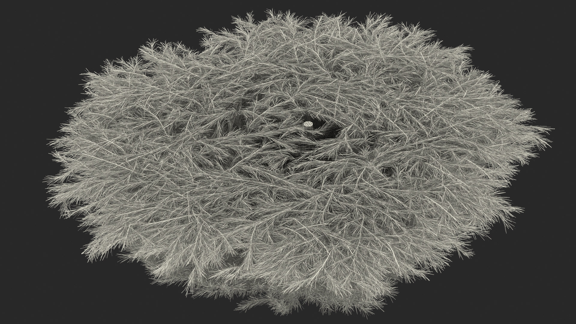 3D Acacia Cognata Mini Cog model