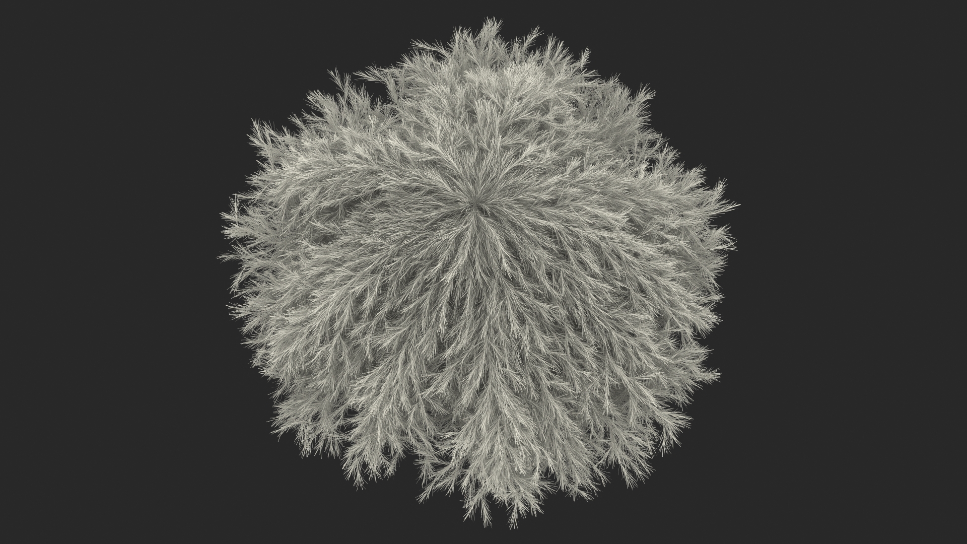 3D Acacia Cognata Mini Cog model