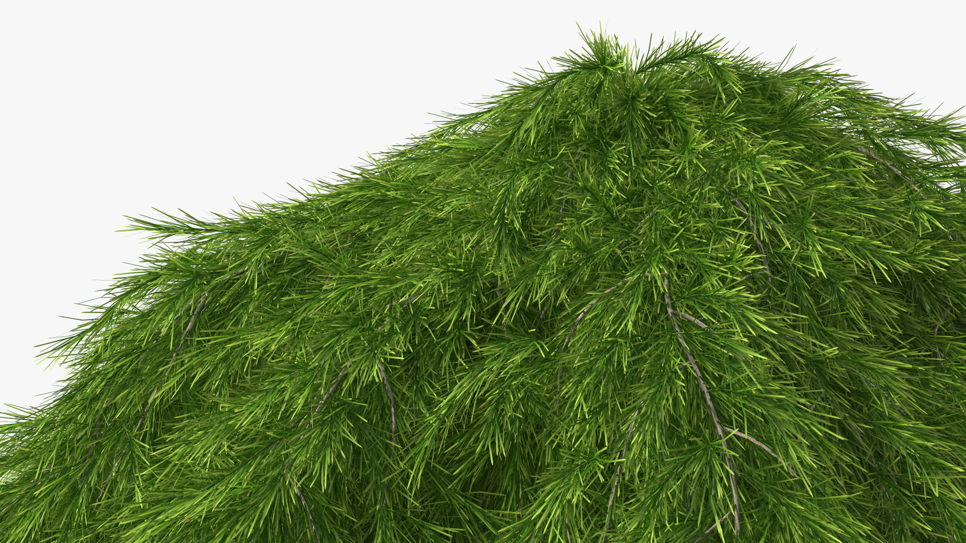3D Acacia Cognata Mini Cog model