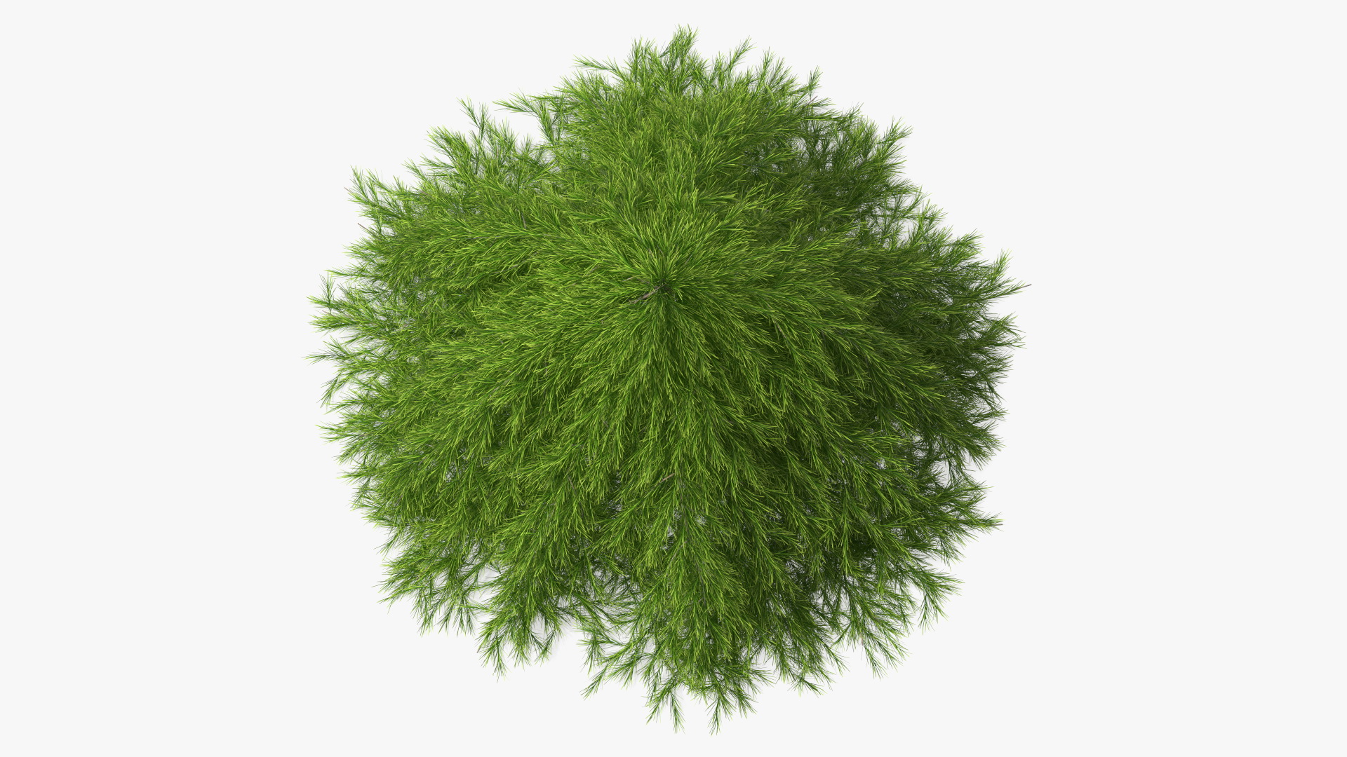 3D Acacia Cognata Mini Cog model