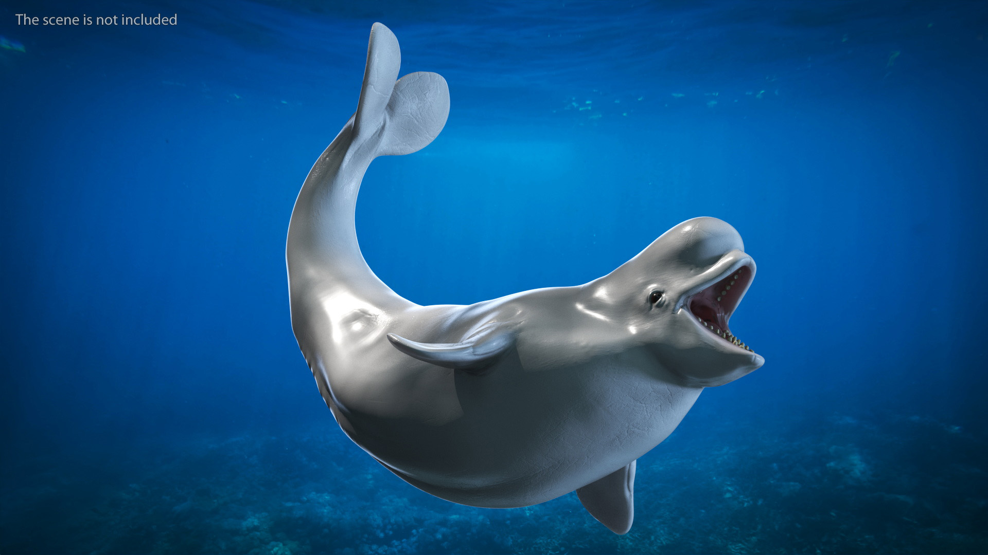 3D model Beluga Whale Young Rigged
