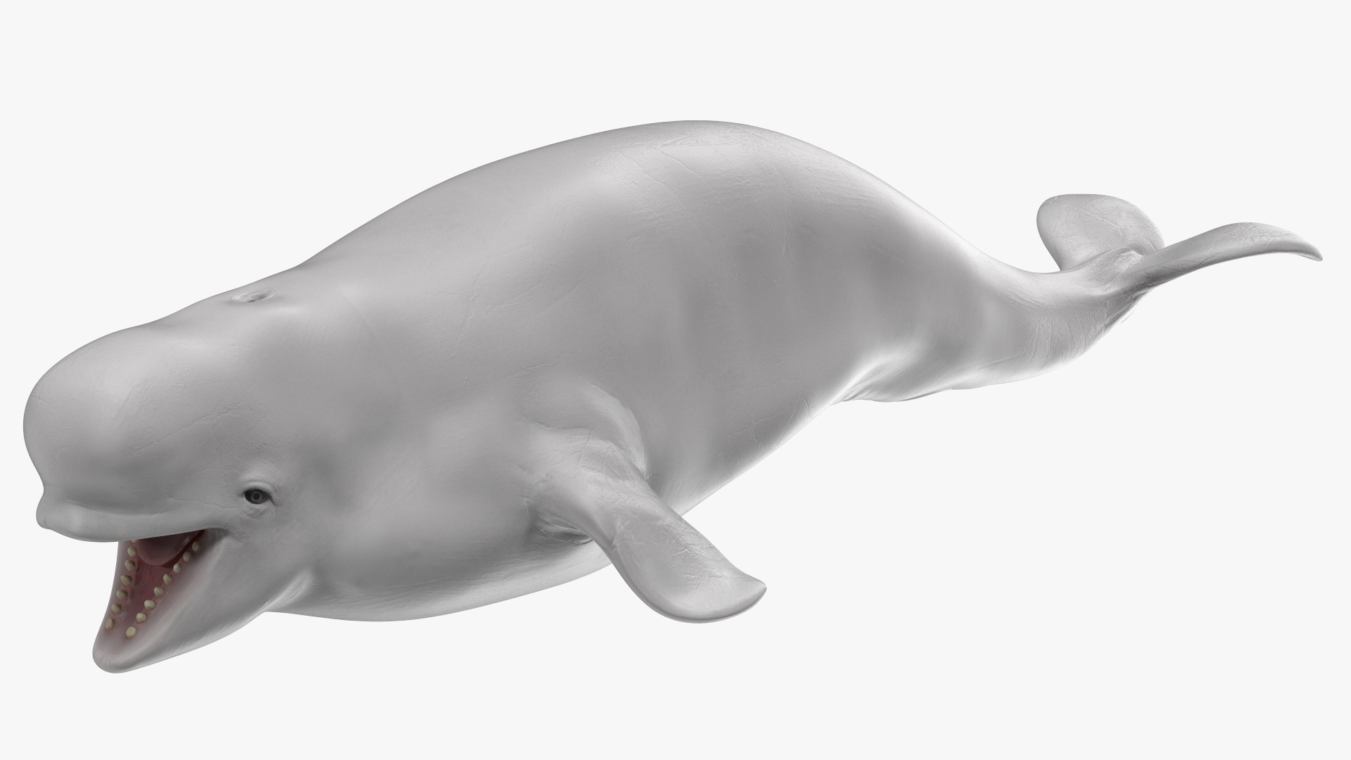 3D model Beluga Whale Young Rigged